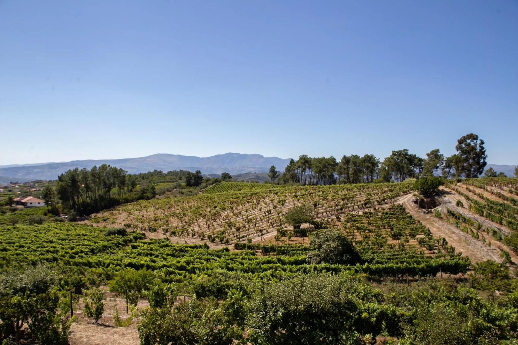 Swimming pool in Quinta Da Estrada Winery Douro Valley