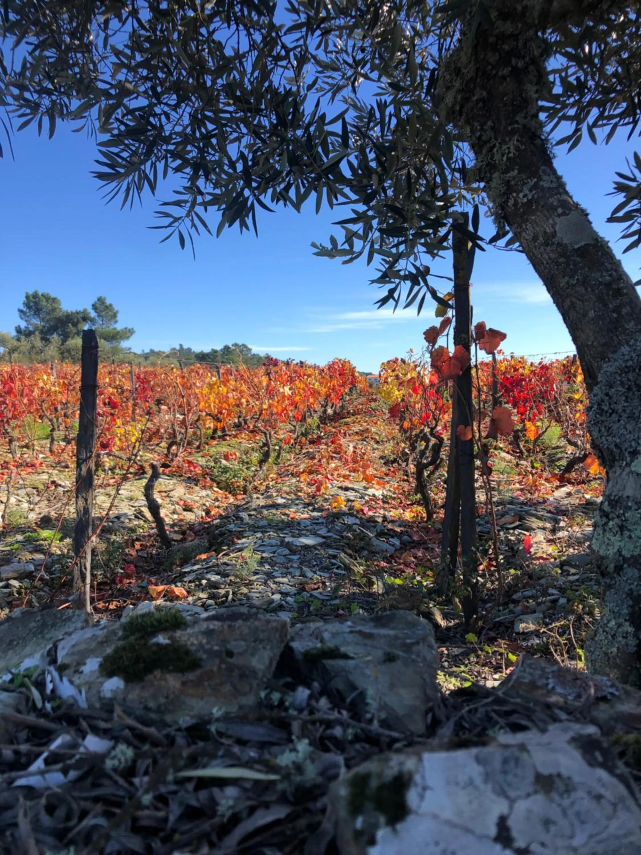 Neighbourhood in Quinta Da Estrada Winery Douro Valley