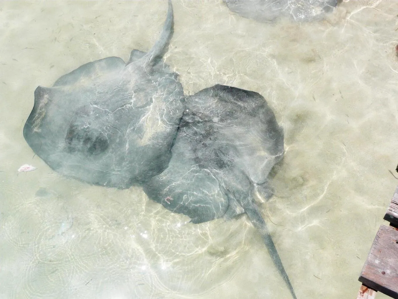 Snorkeling in Antigua Lodge, 70 m from sandy beach