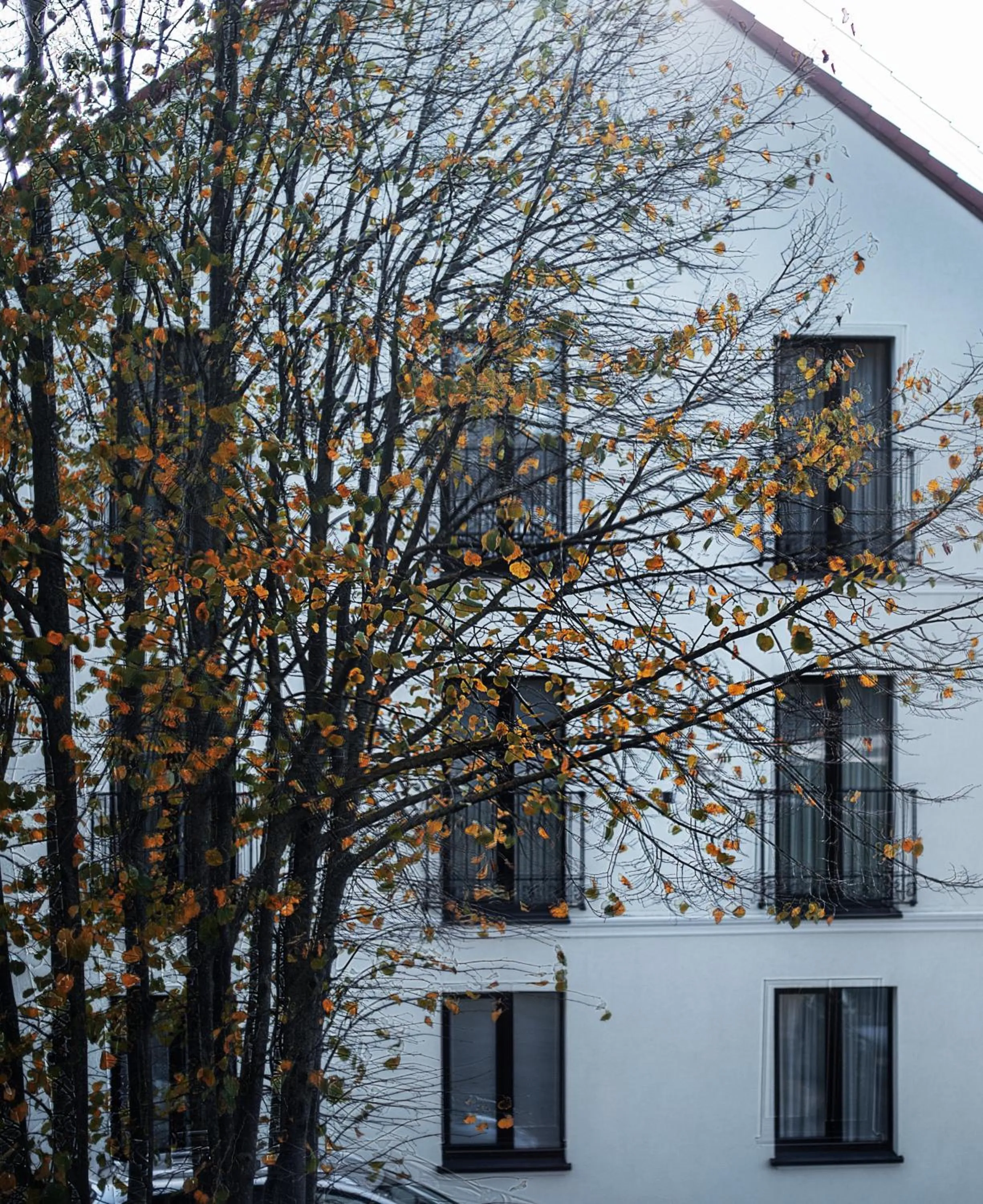 Natural landscape in Jono kalnelis Apartments
