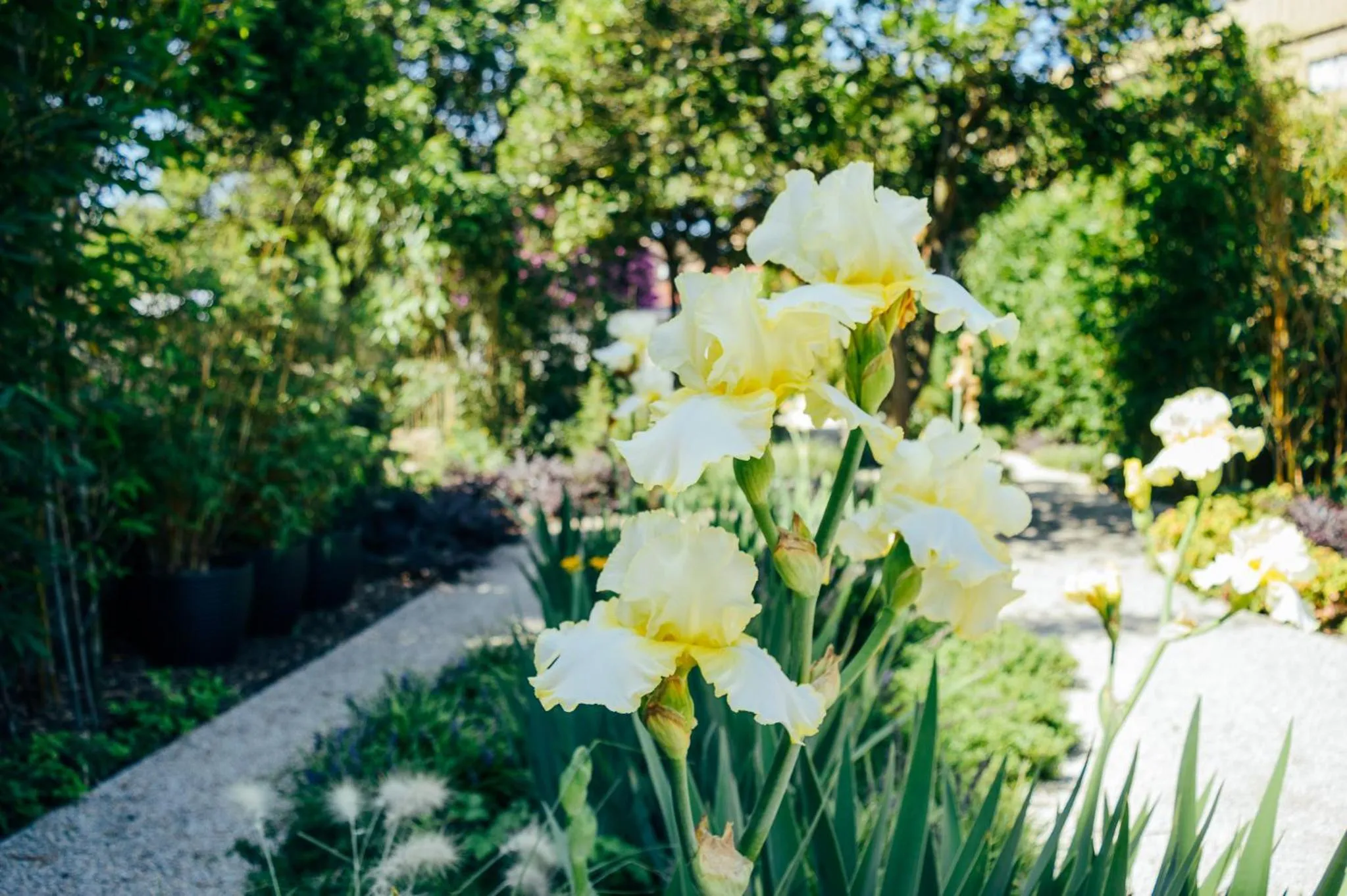 Garden view in Queen's Garden Hostel