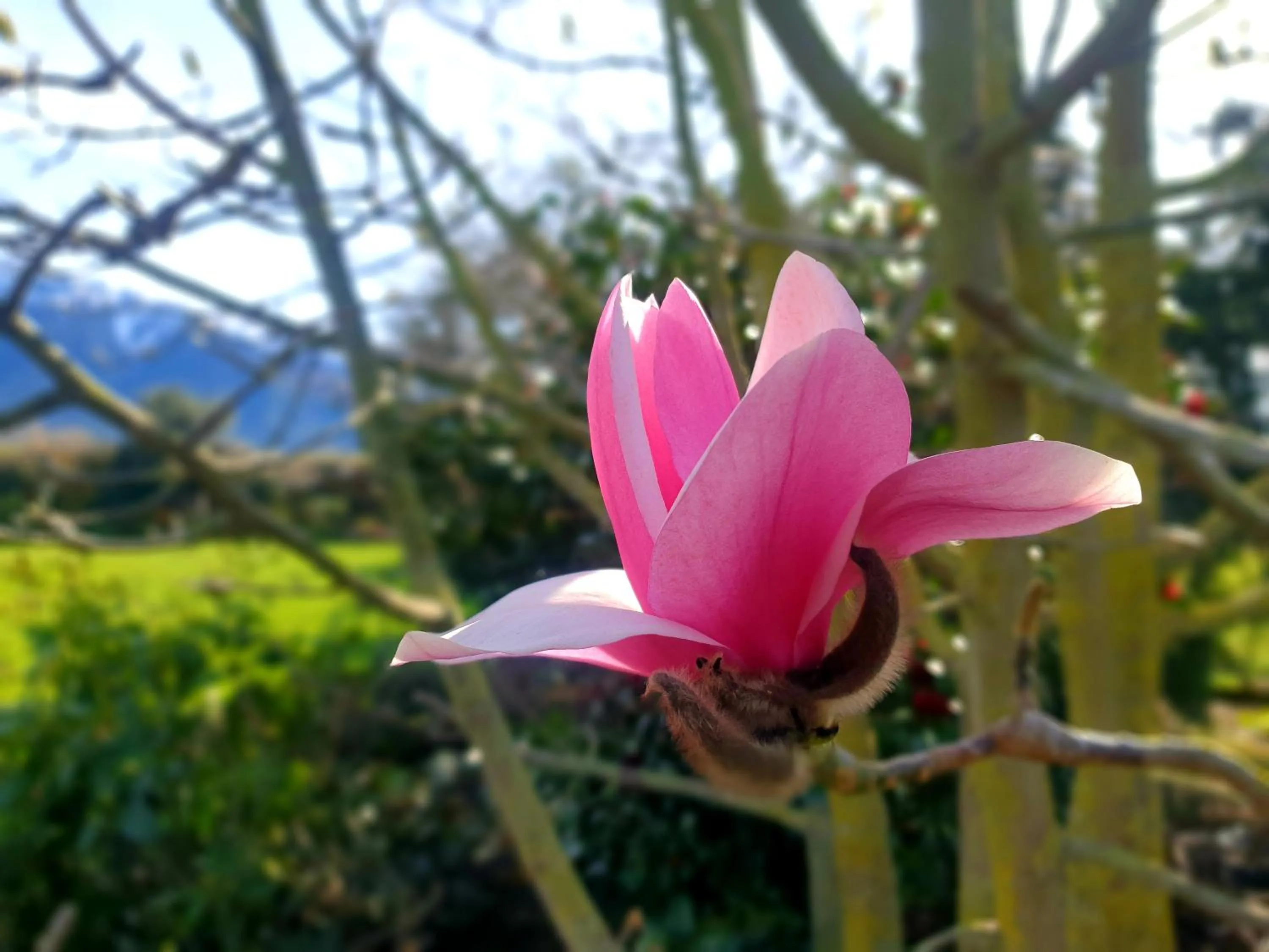 Garden in Te Mahuru Retreat