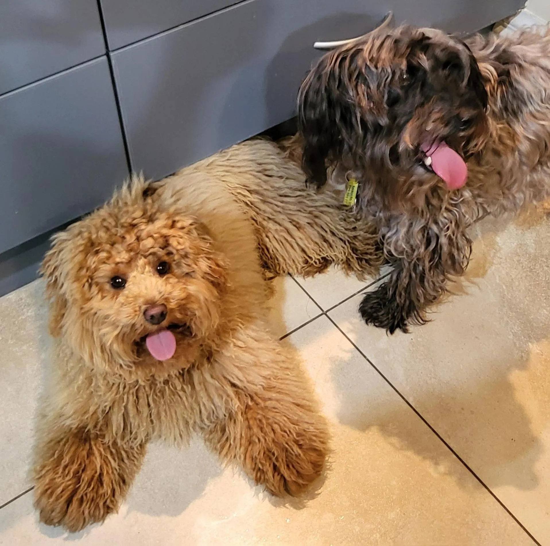 Pets in Te Mahuru Retreat