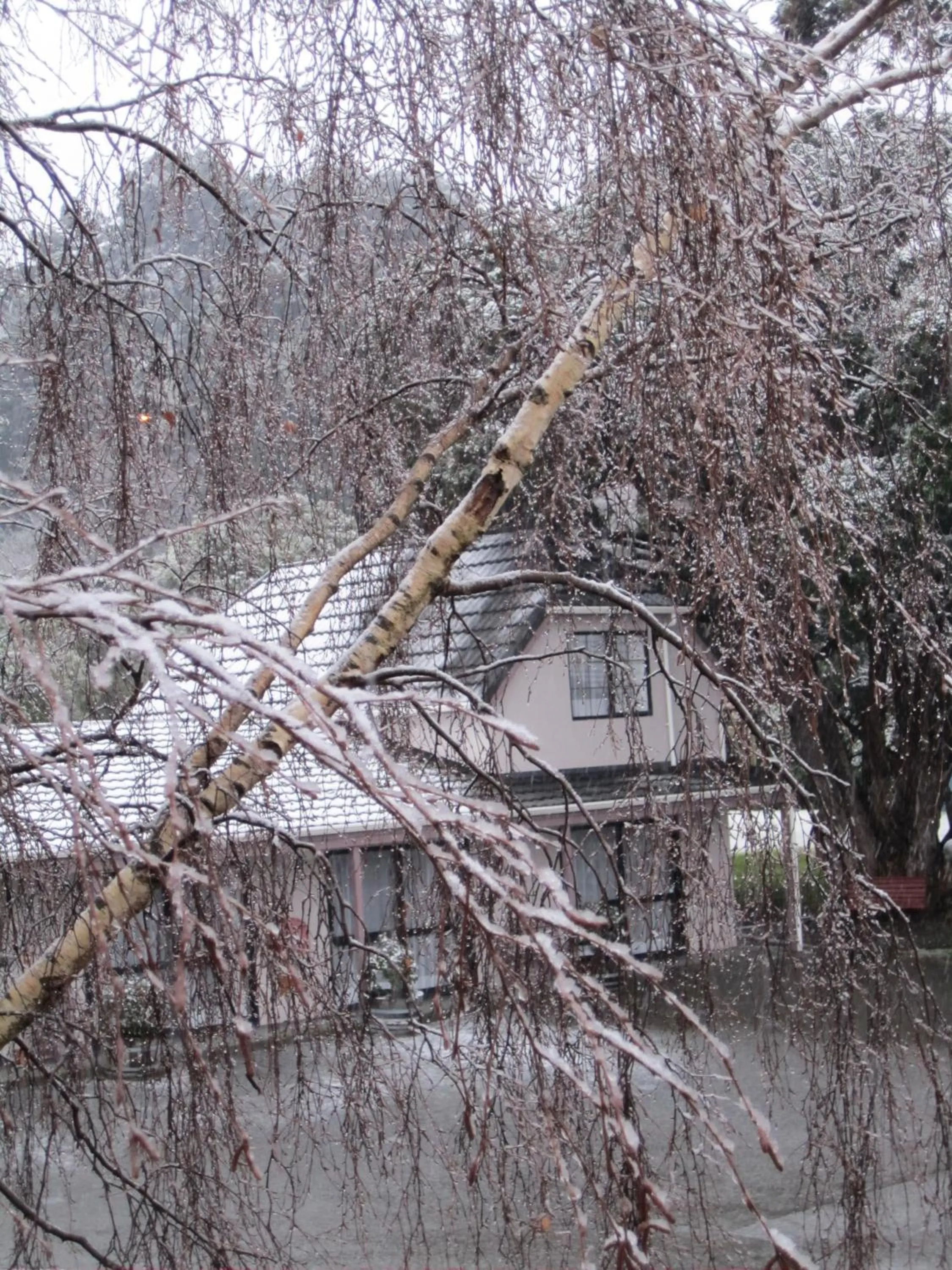 Facade/entrance in Camellia Court Motel