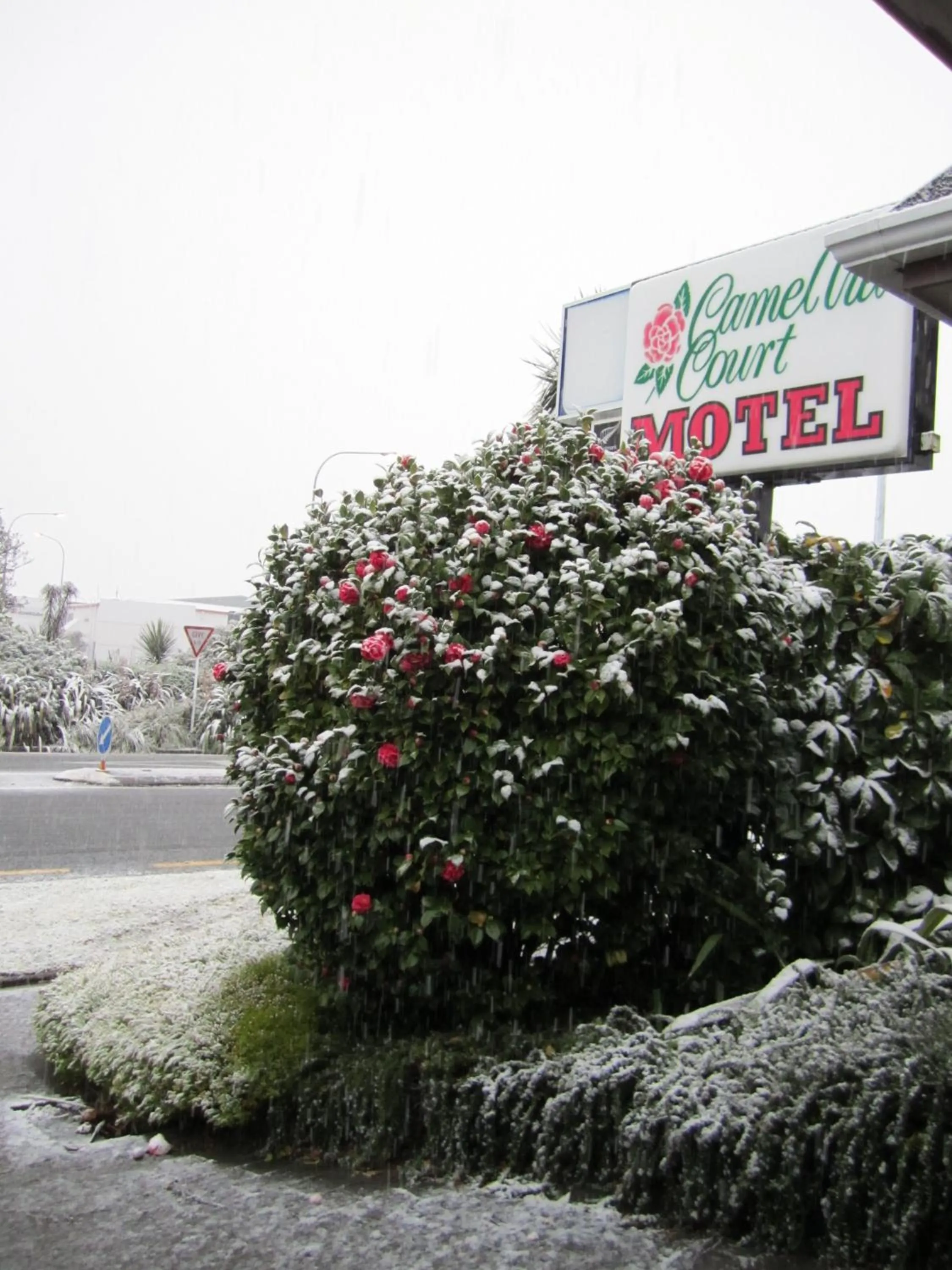 Logo/Certificate/Sign in Camellia Court Motel