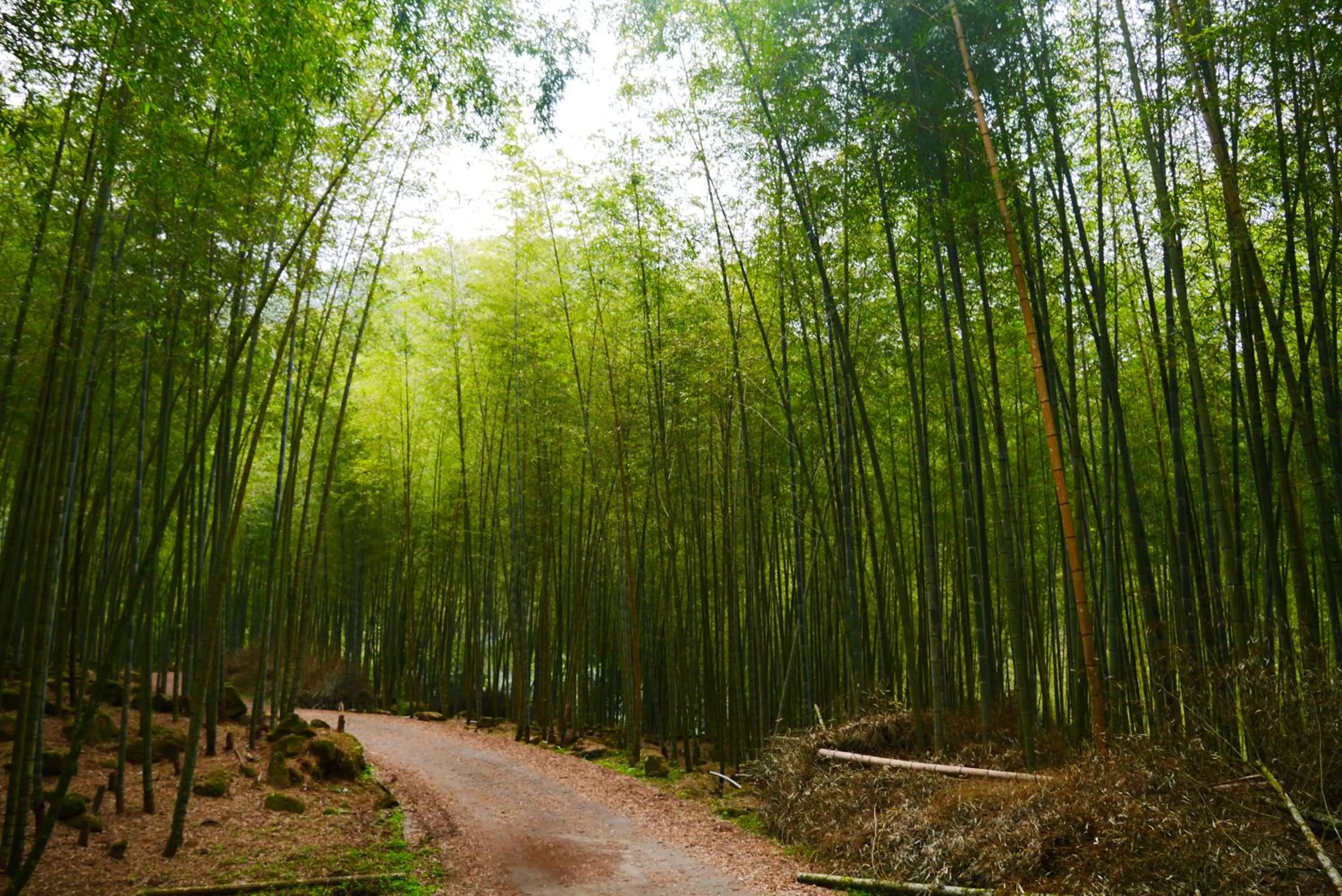 Natural landscape in Kingtaiwan Hotel