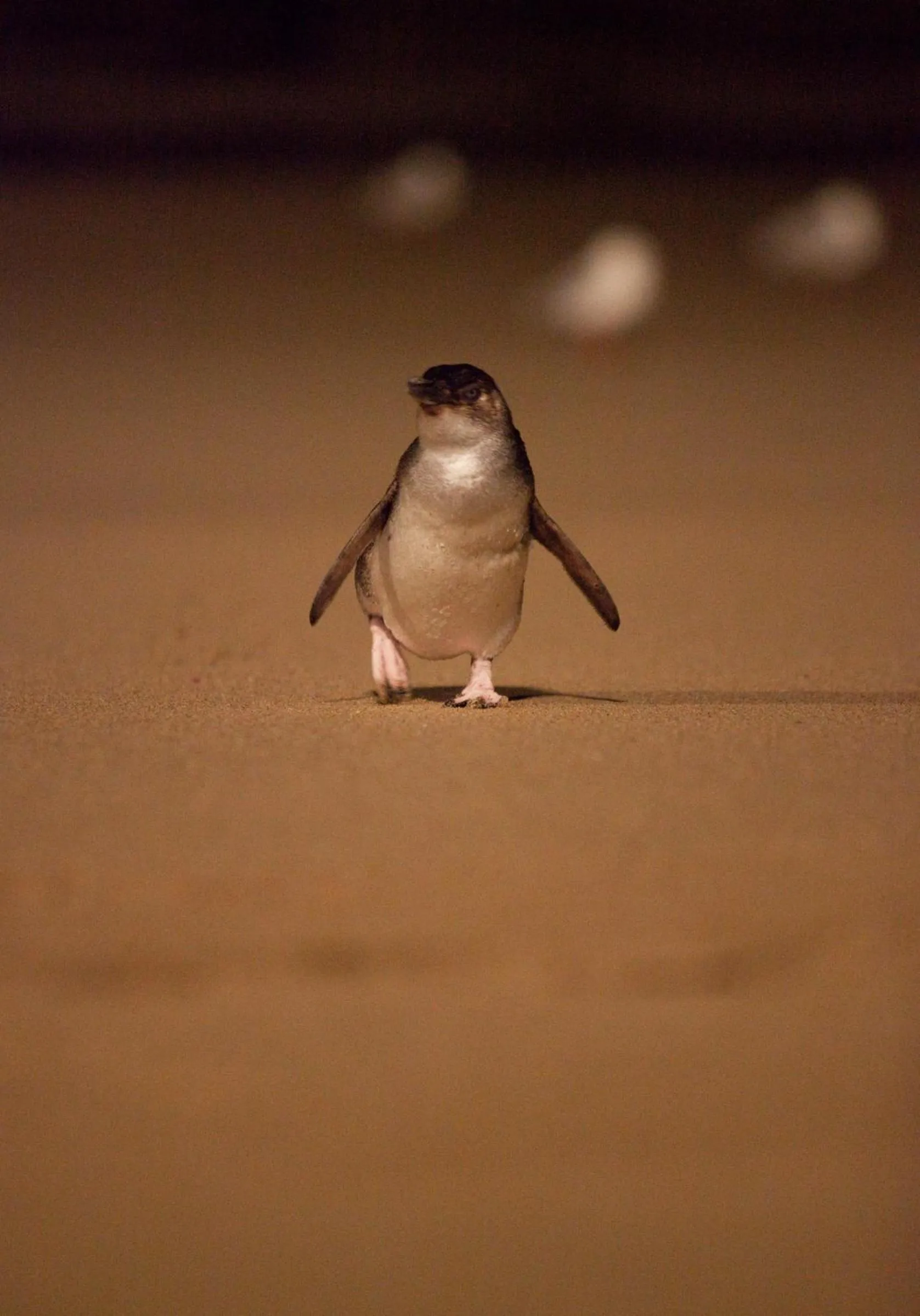 Natural landscape in BIG4 Ingenia Holidays Phillip Island