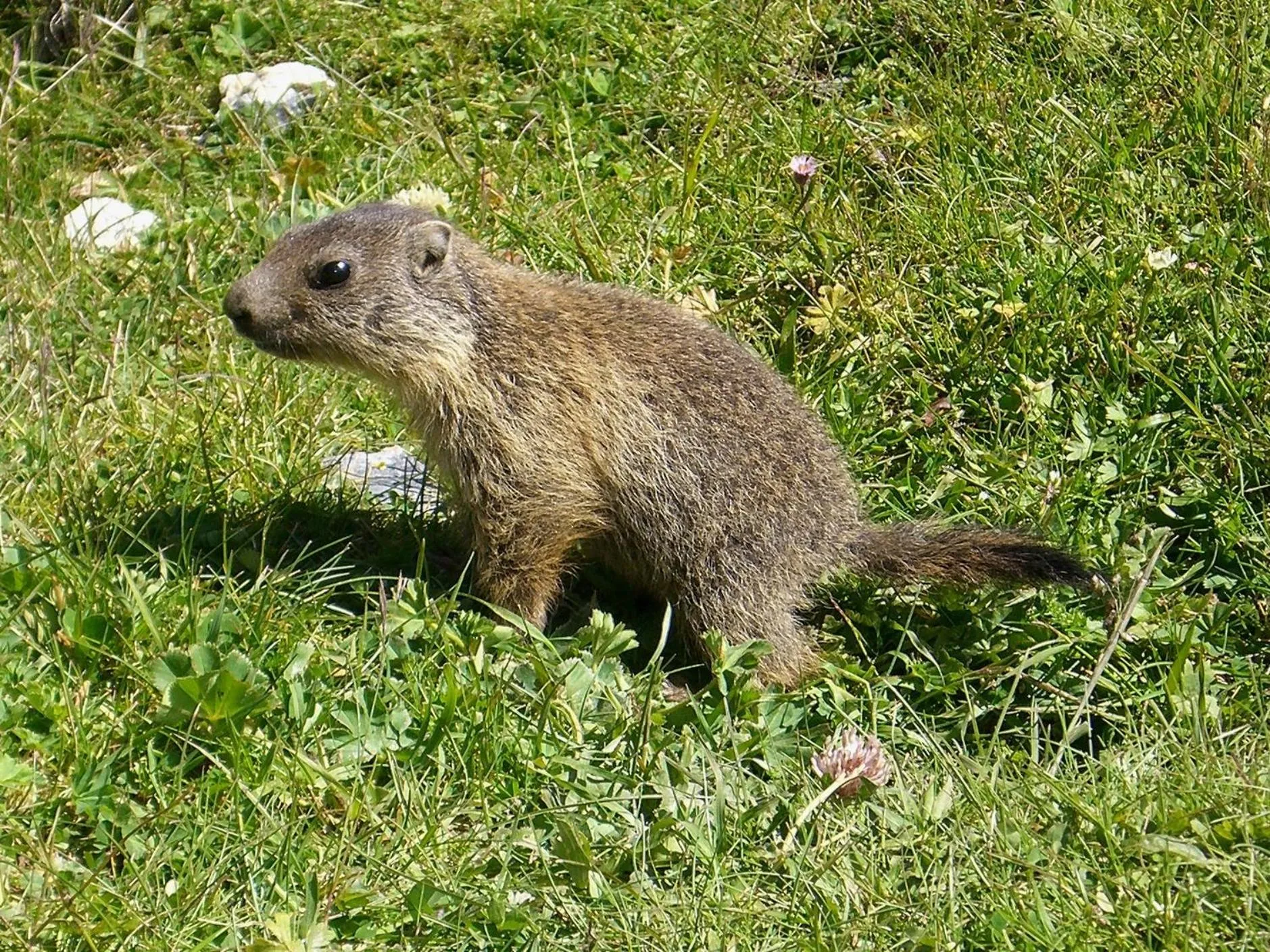 Animals in Hotel Bergalga