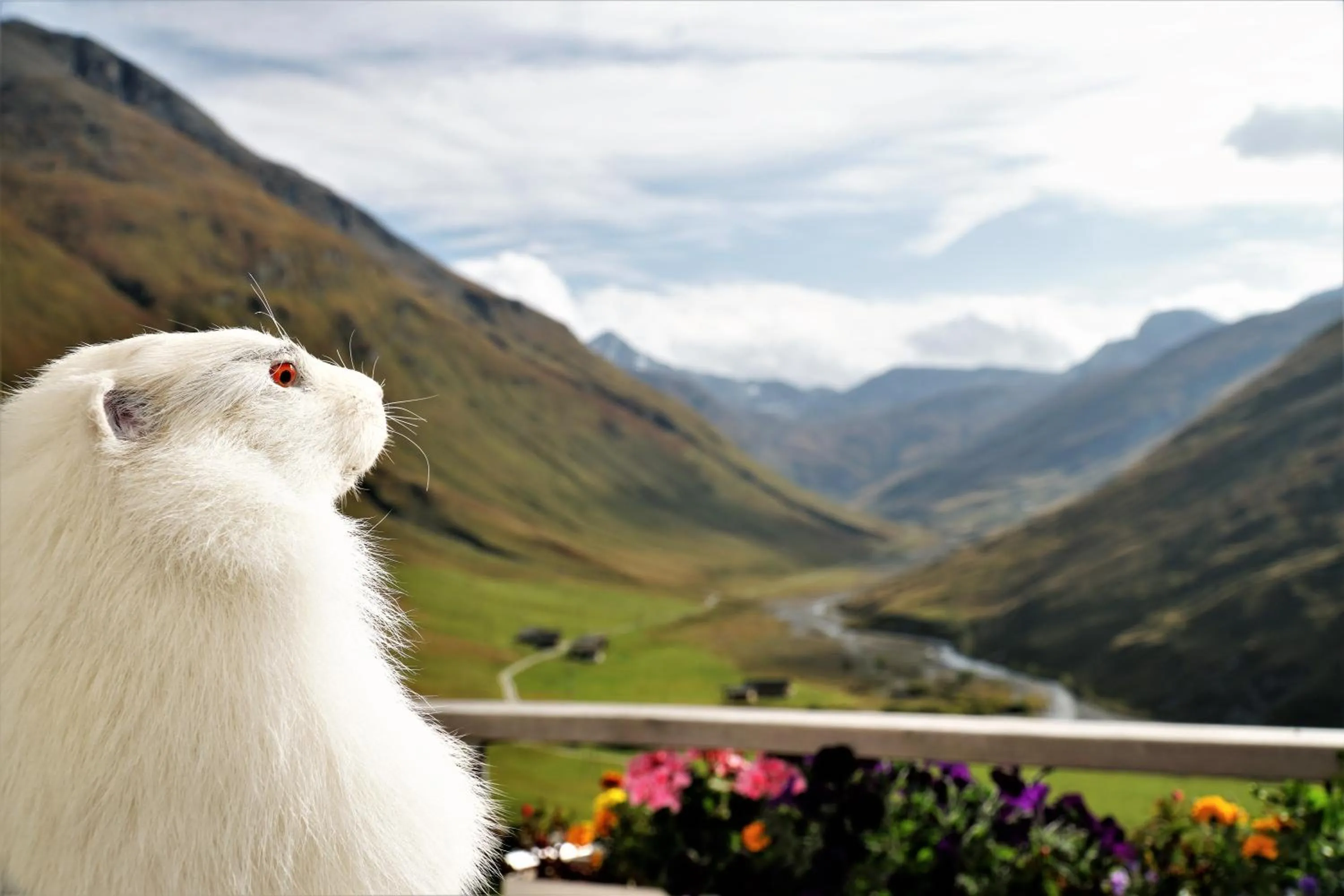 Animals in Hotel Bergalga