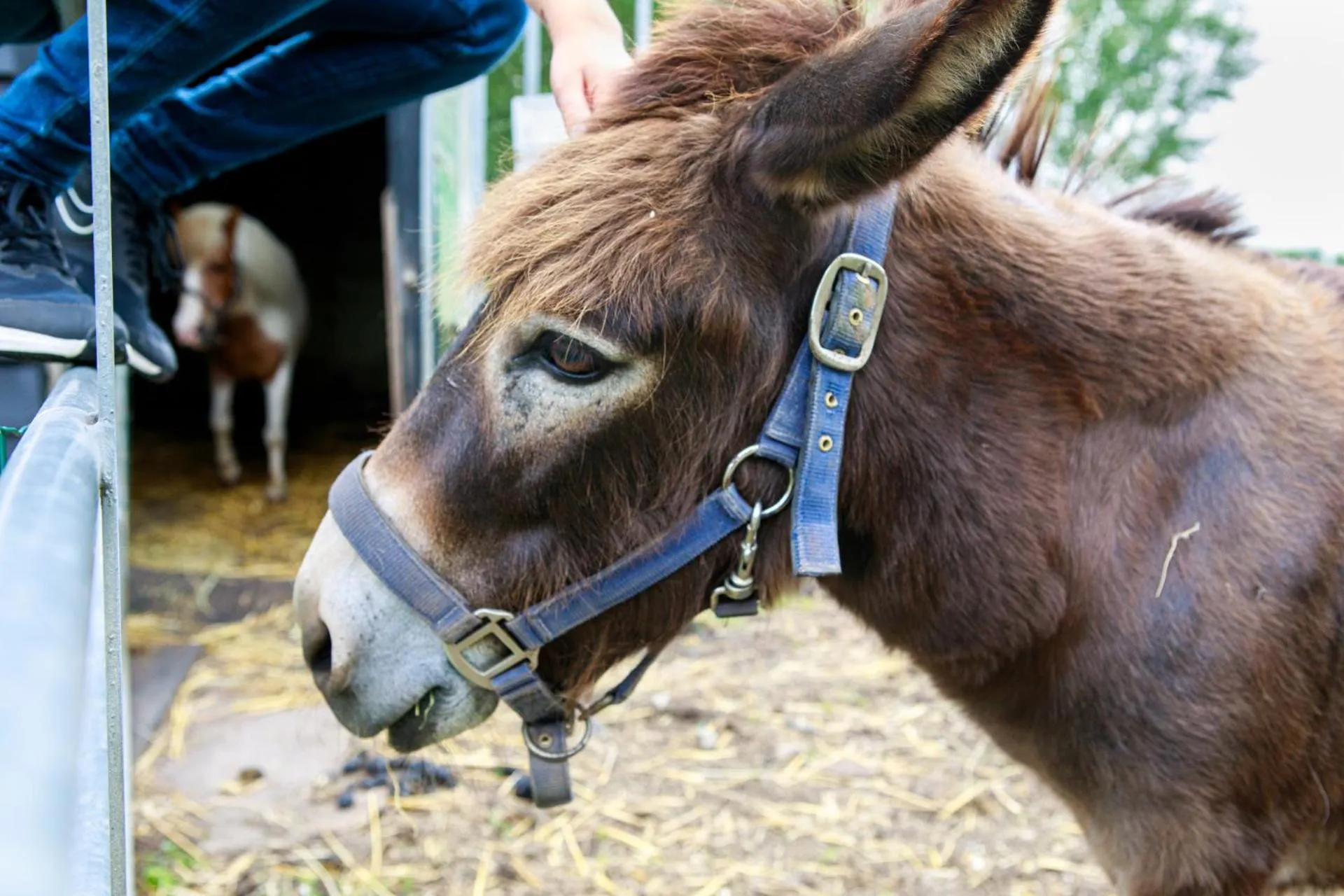 Animals in Het Groene Wout