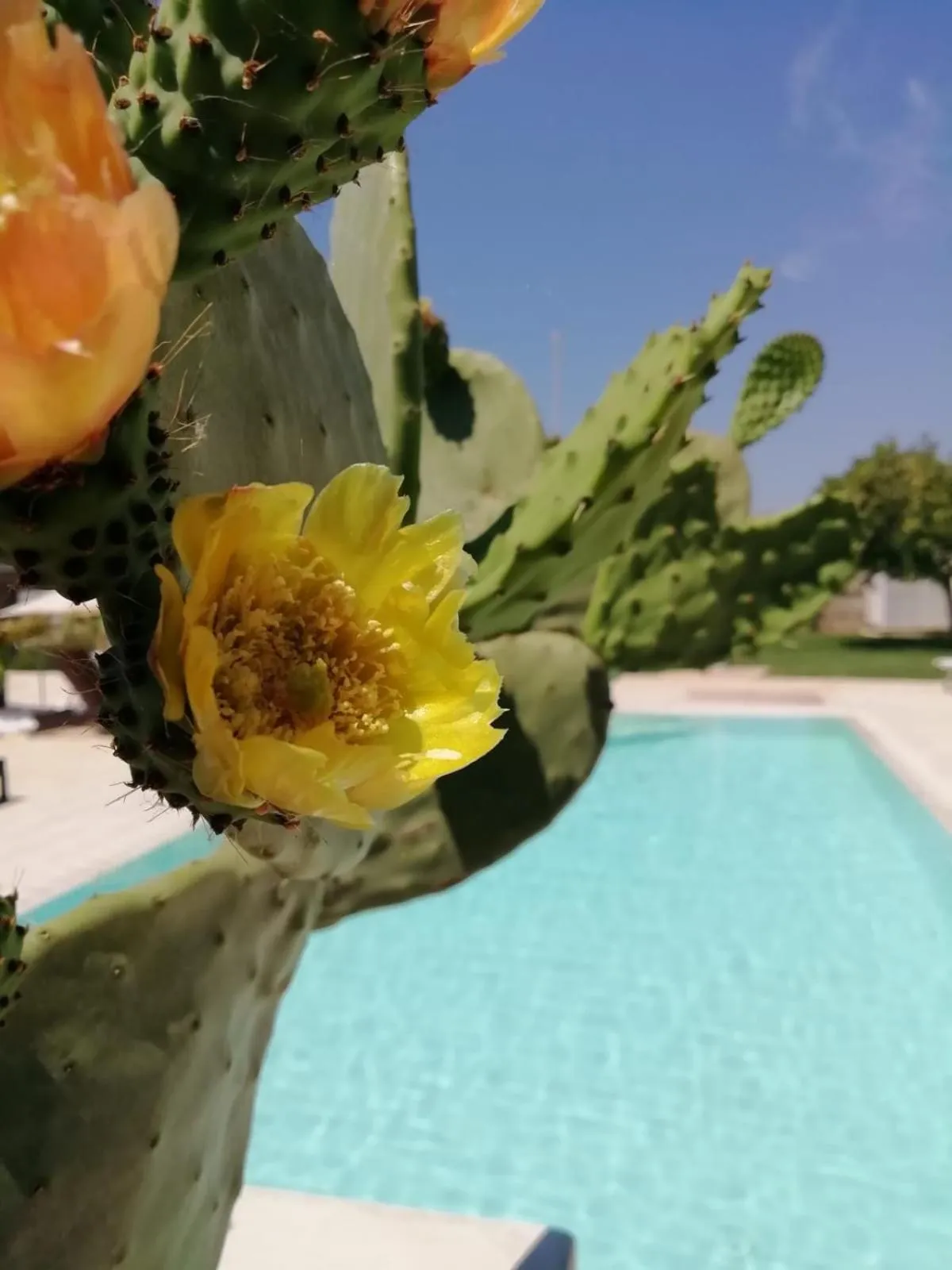 Il Giardino Del Tiglio