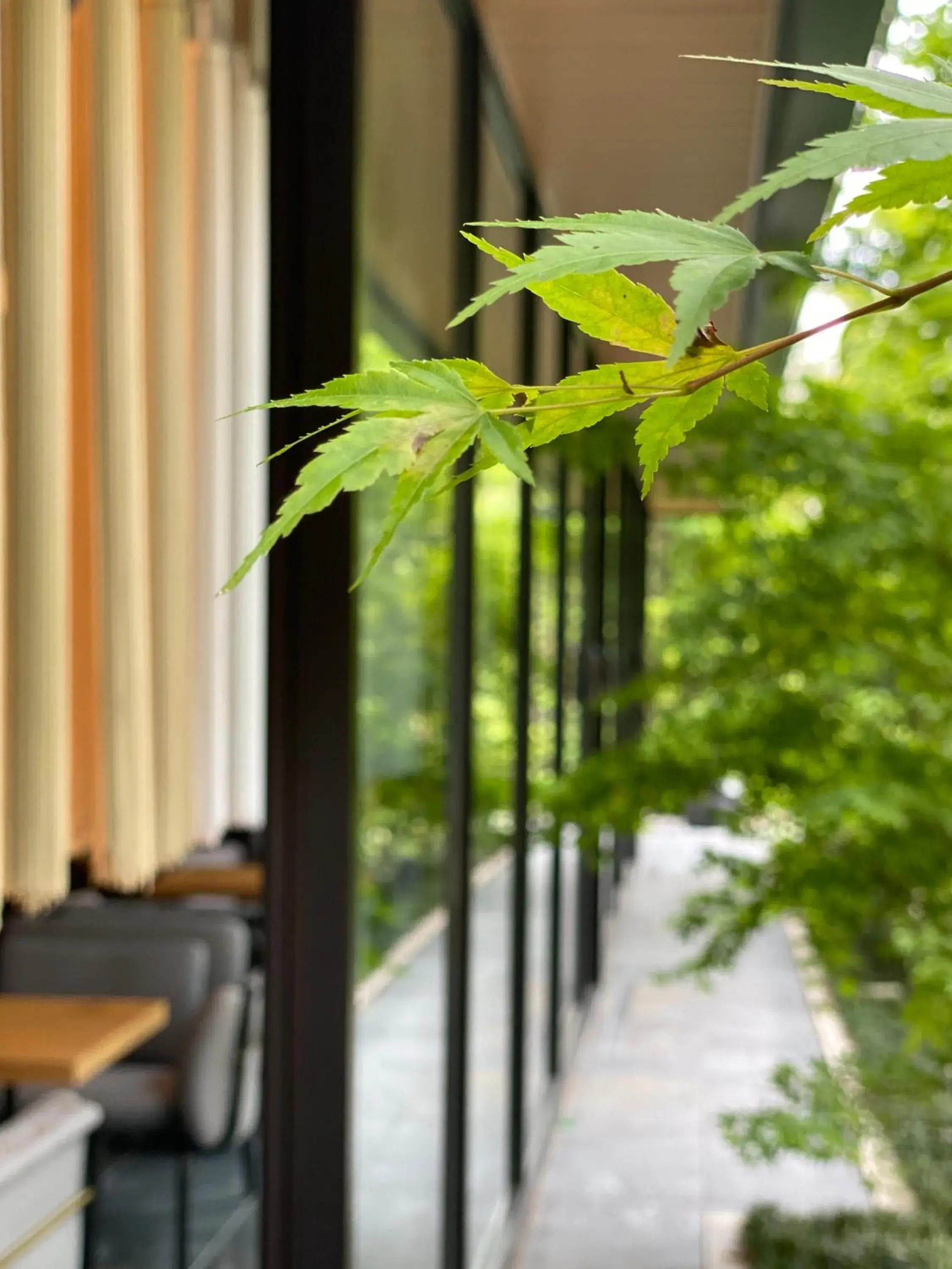 Garden view in Tassel Hotel Sanjo Shirakawa