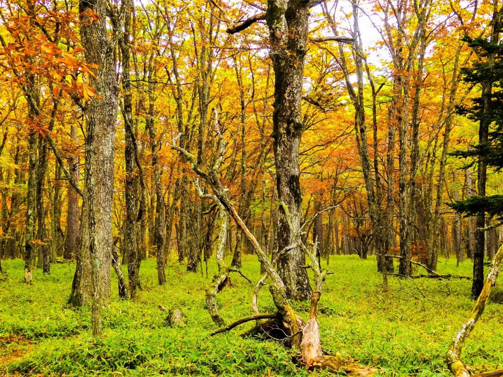 Nearby landmark in Lake Side Nikko Hotel