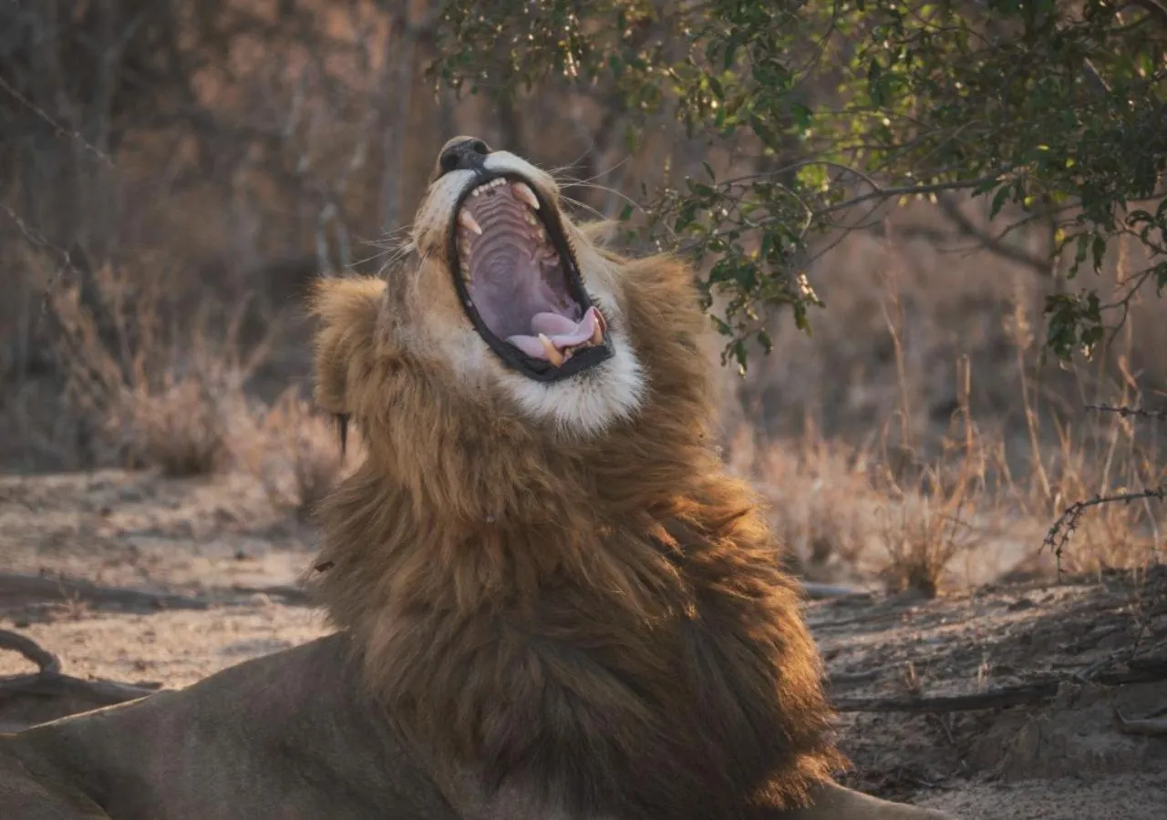 AfriCamps Hoedspruit