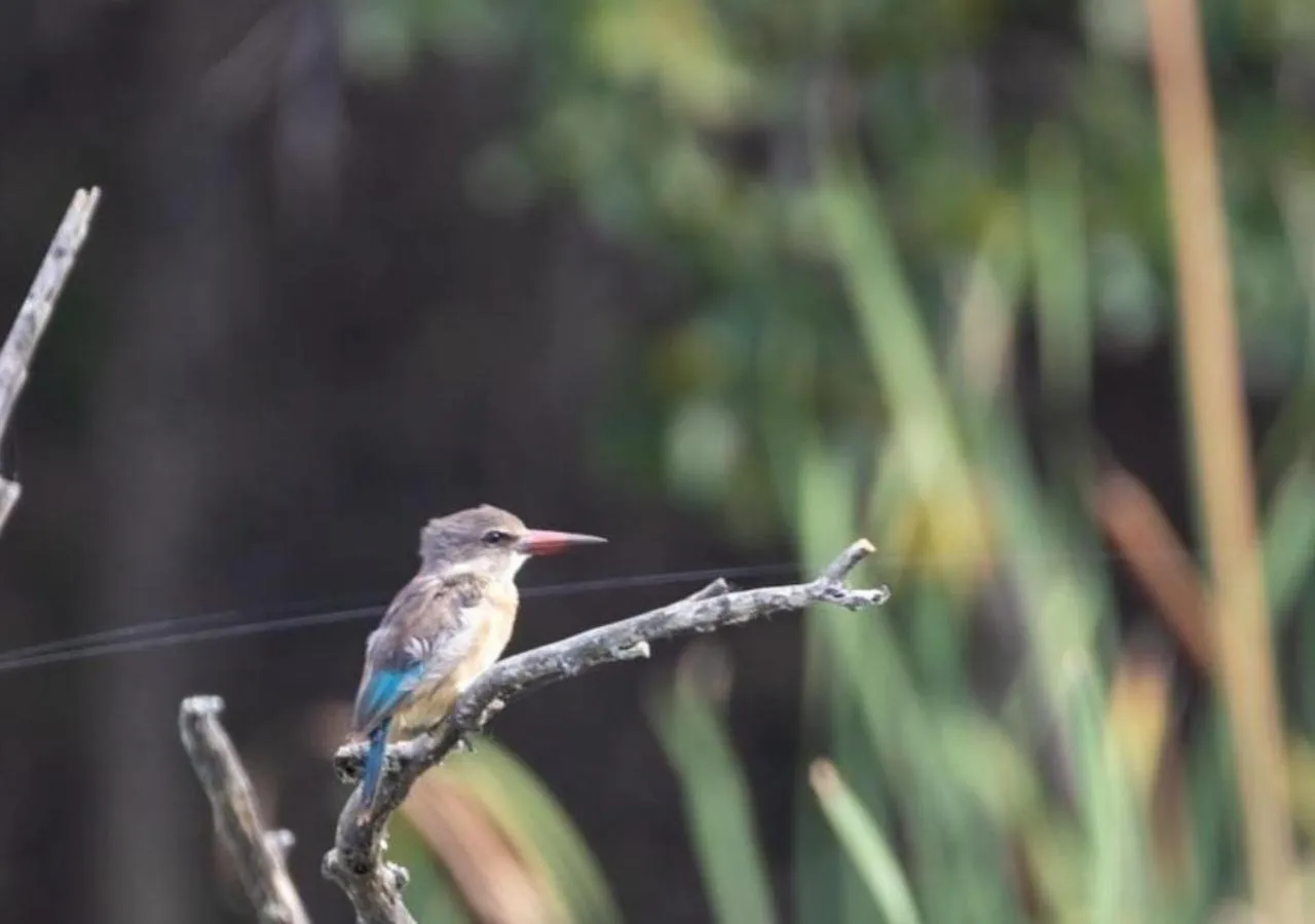 AfriCamps Hoedspruit