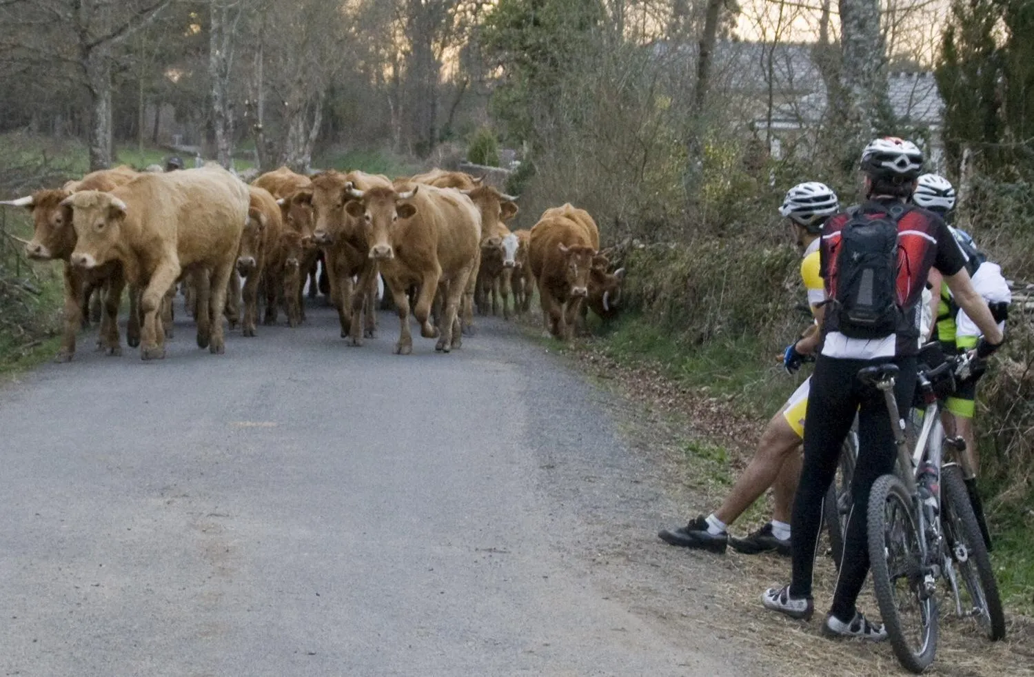 Animals in Hotel Nueva Allandesa