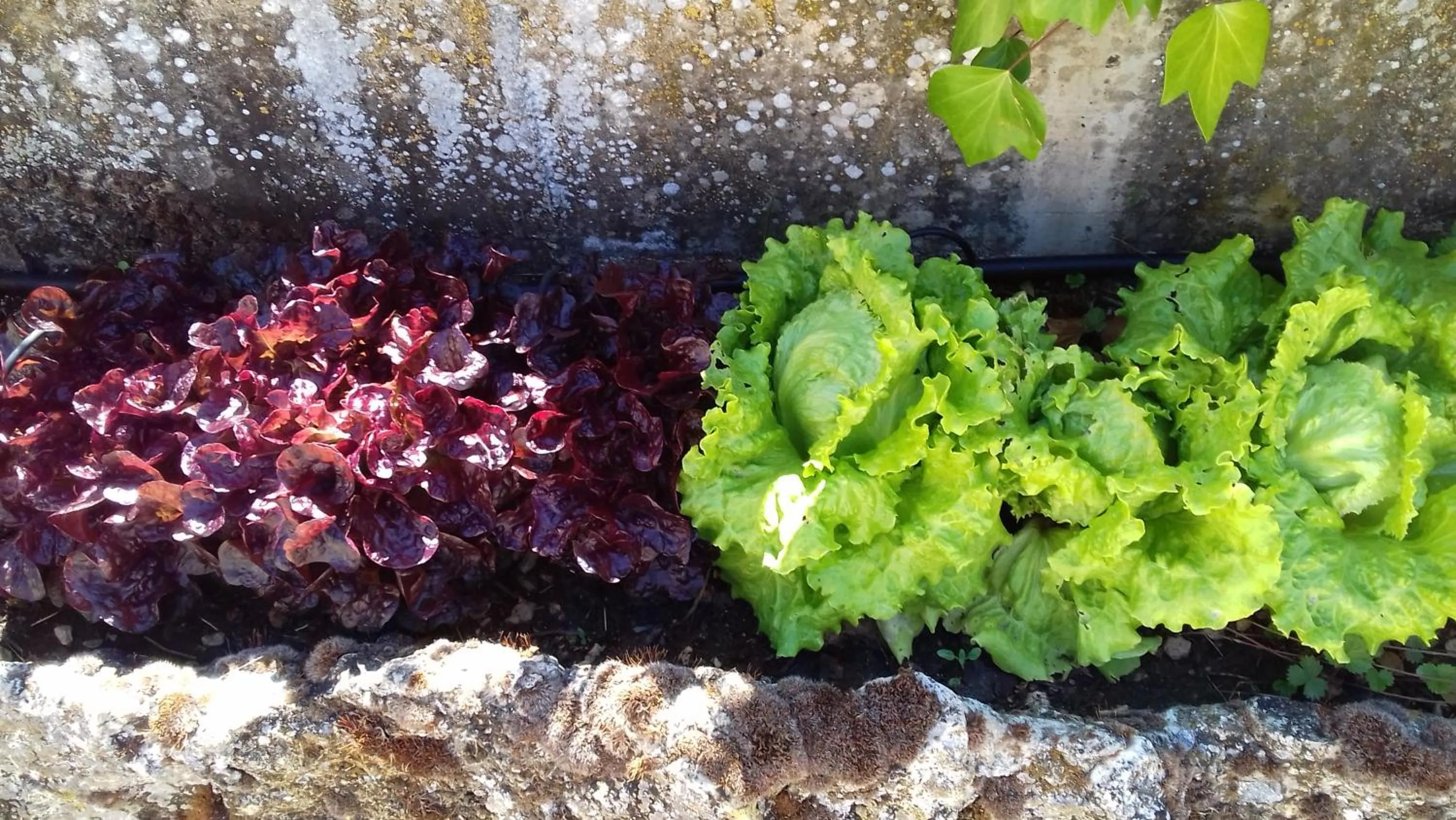 Summer in Molino De La Vega