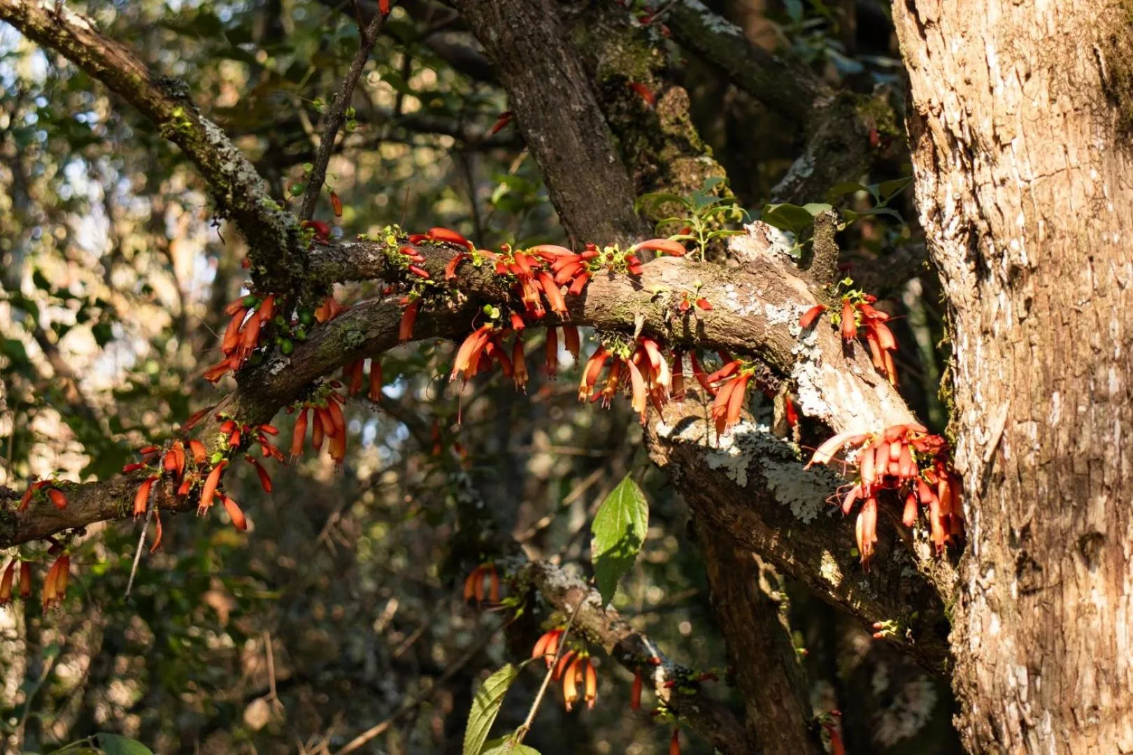 Natural landscape in Ondini Guest House