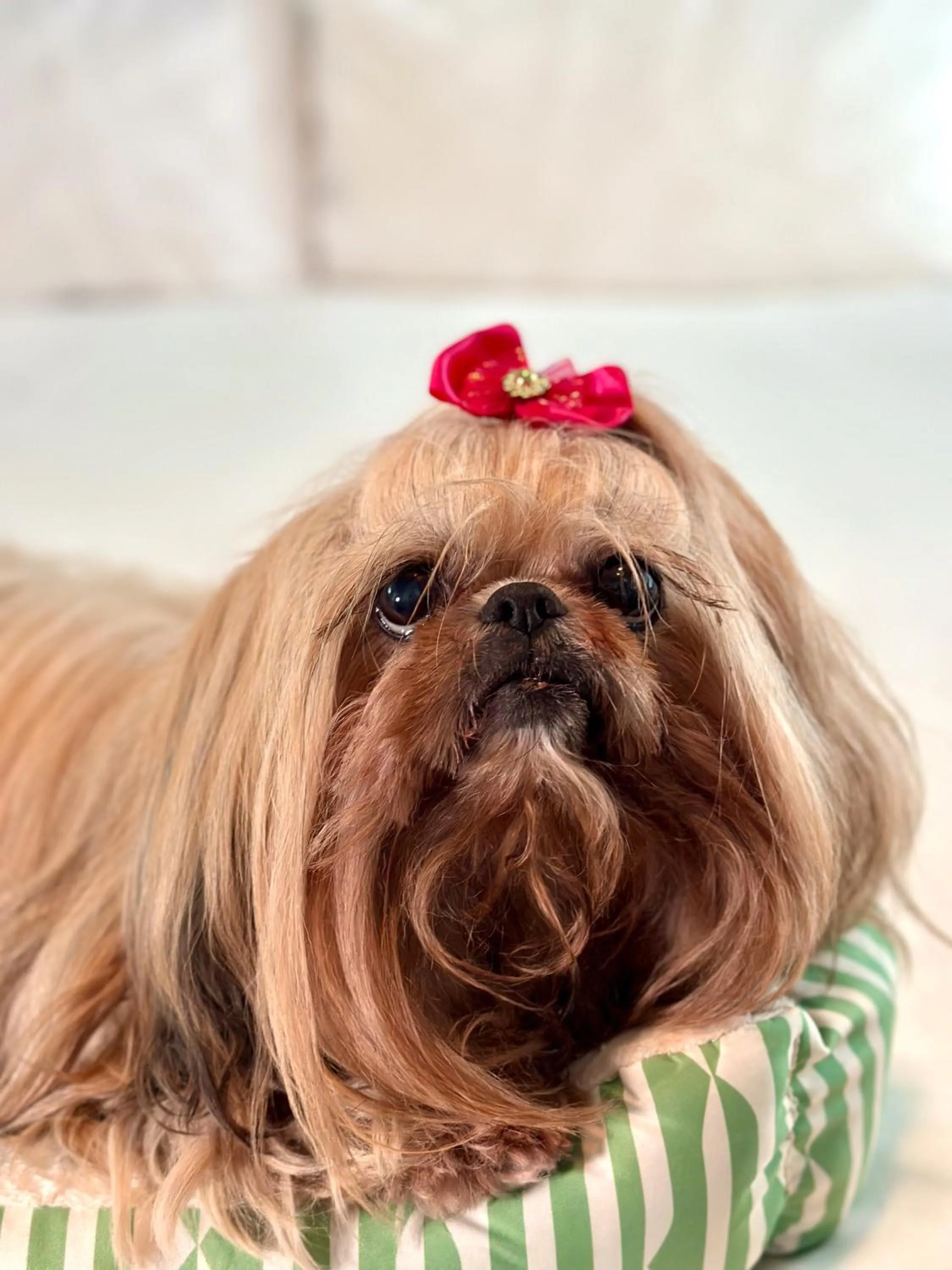 Pets in Circa 39 Miami Beach