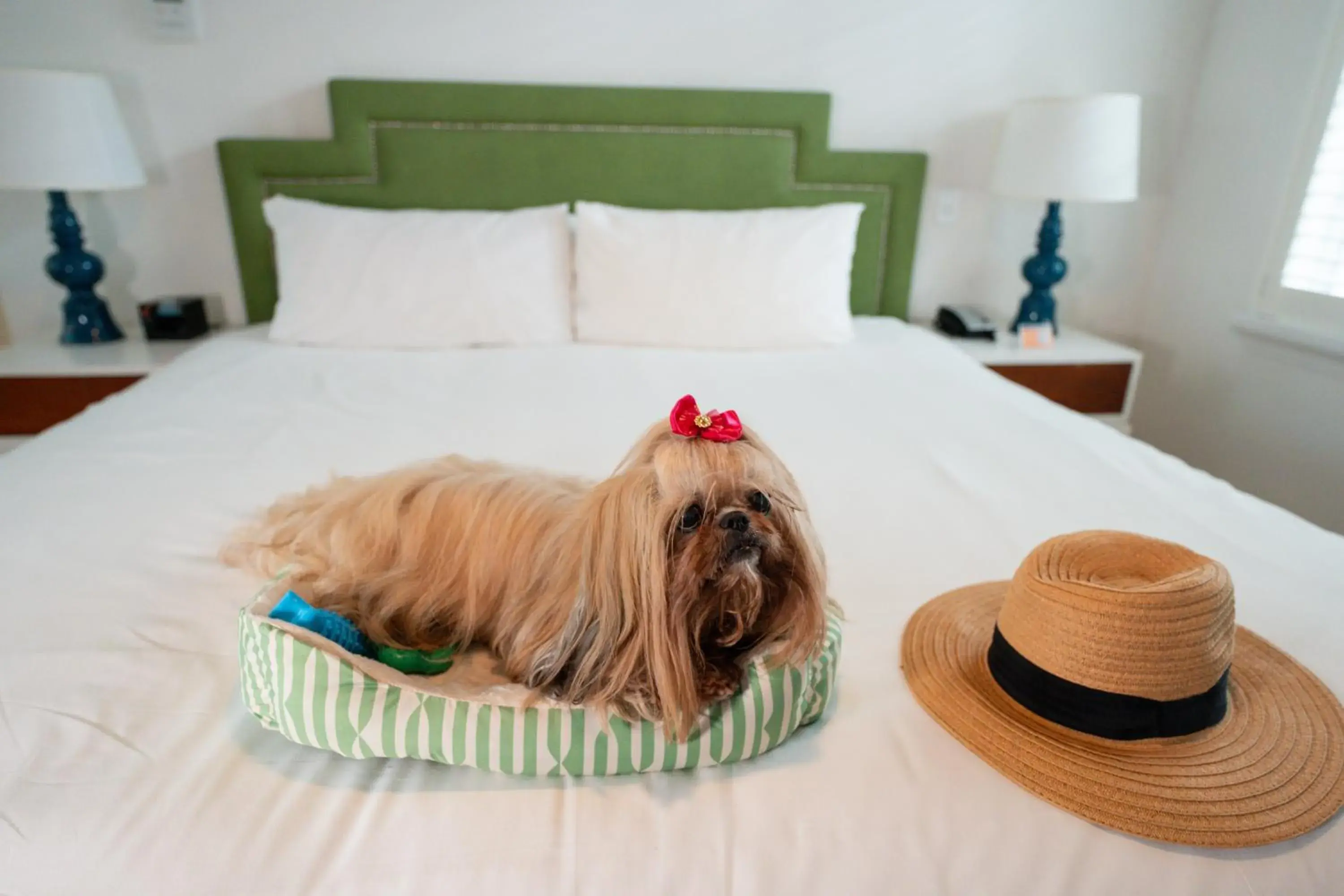 Pets, Bed in Circa 39 Miami Beach Pets, Bed in Circa 39 Miami Beach