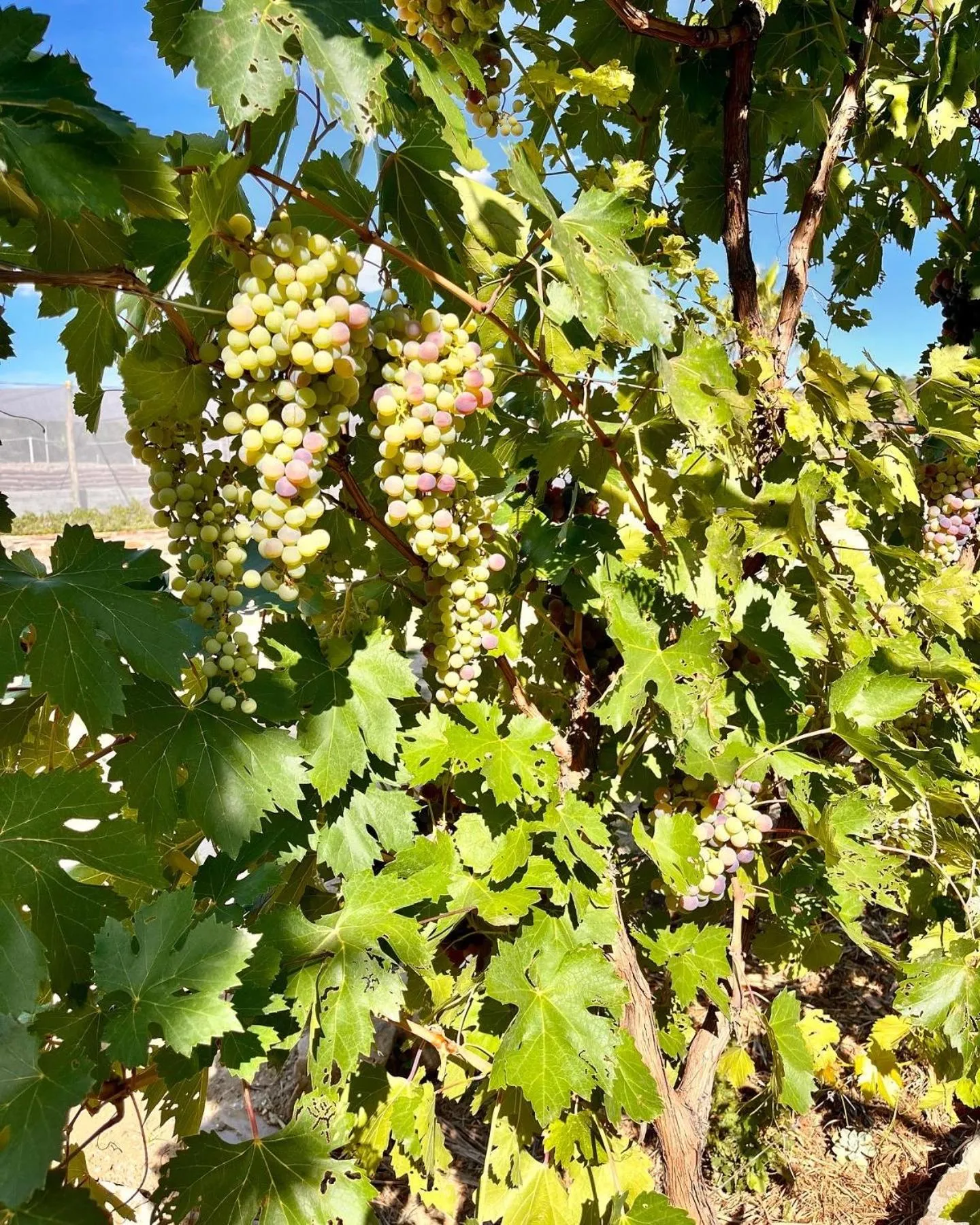 Spring in Droombos Boutique Hotel