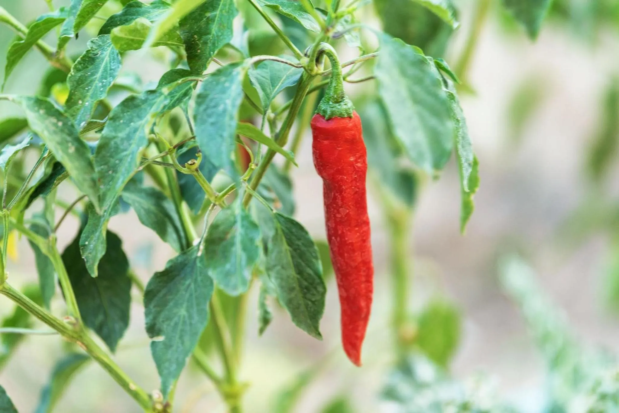 Spring in Droombos Boutique Hotel