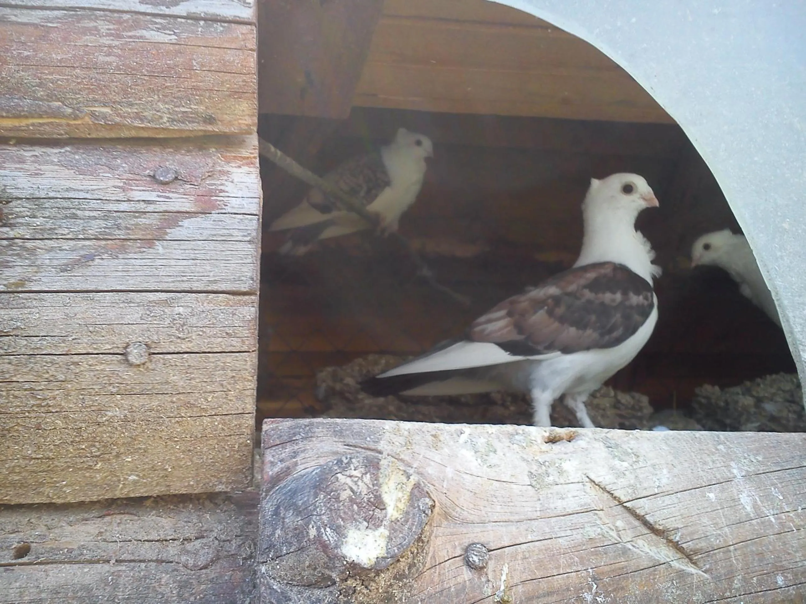 Pets in Rusaliite Adventure House