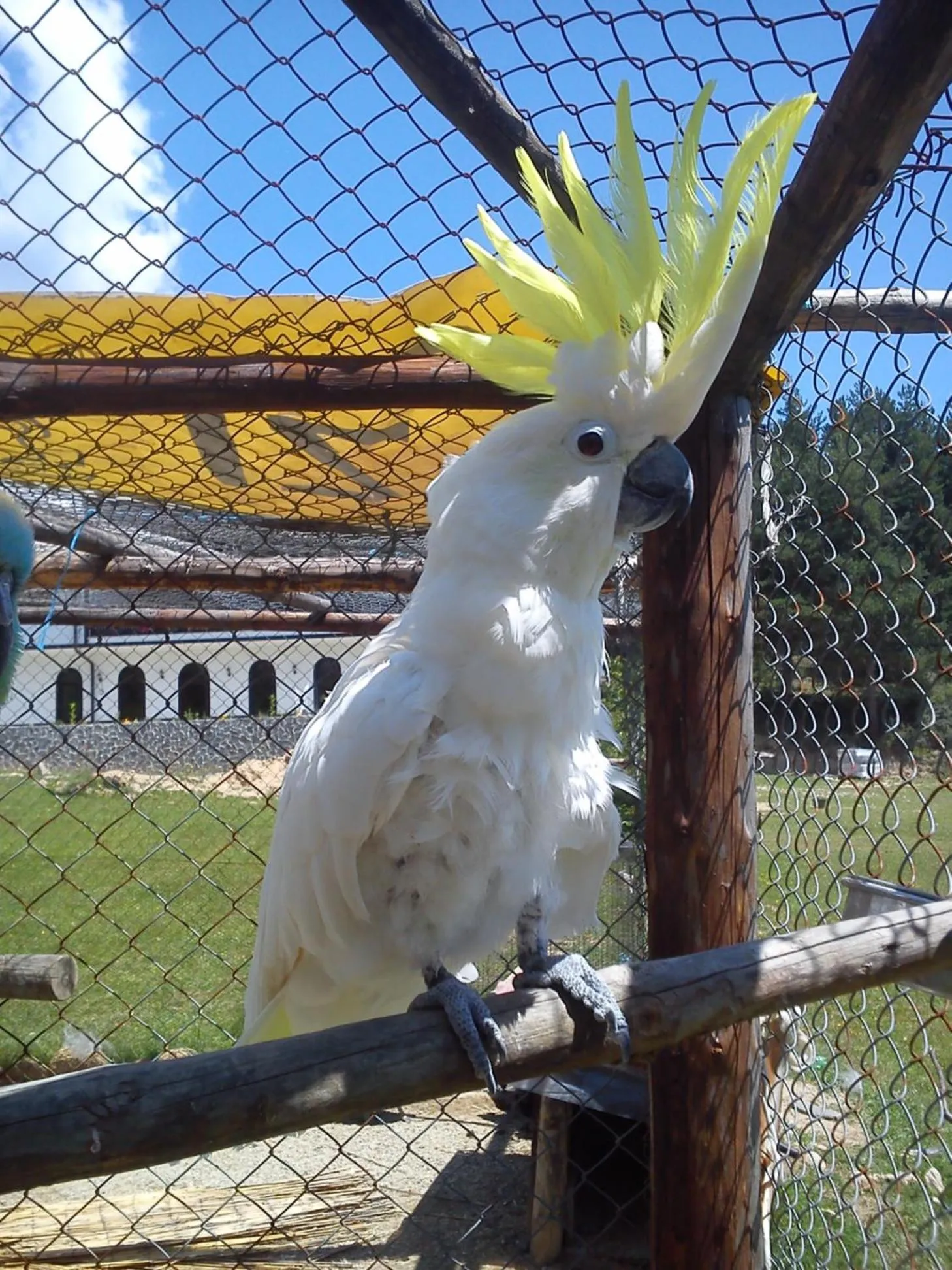 Pets in Rusaliite Adventure House