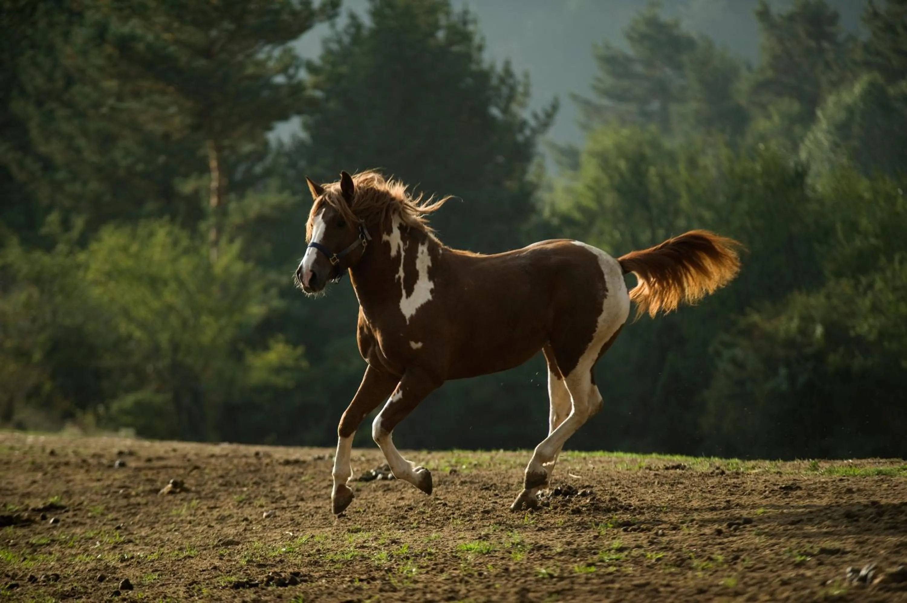 Horse-riding in Rusaliite Adventure House