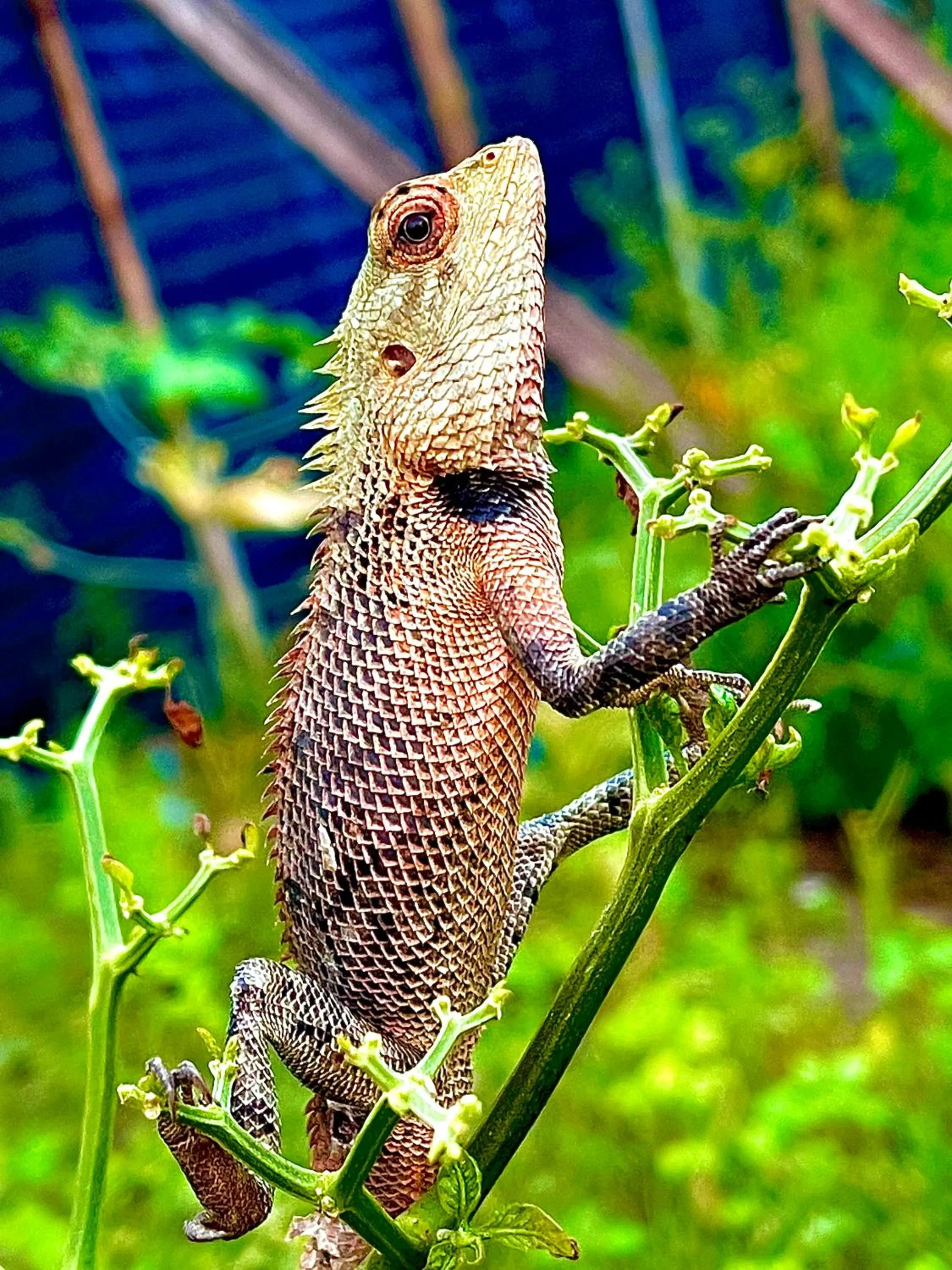 Thoddoo Retreat Grand