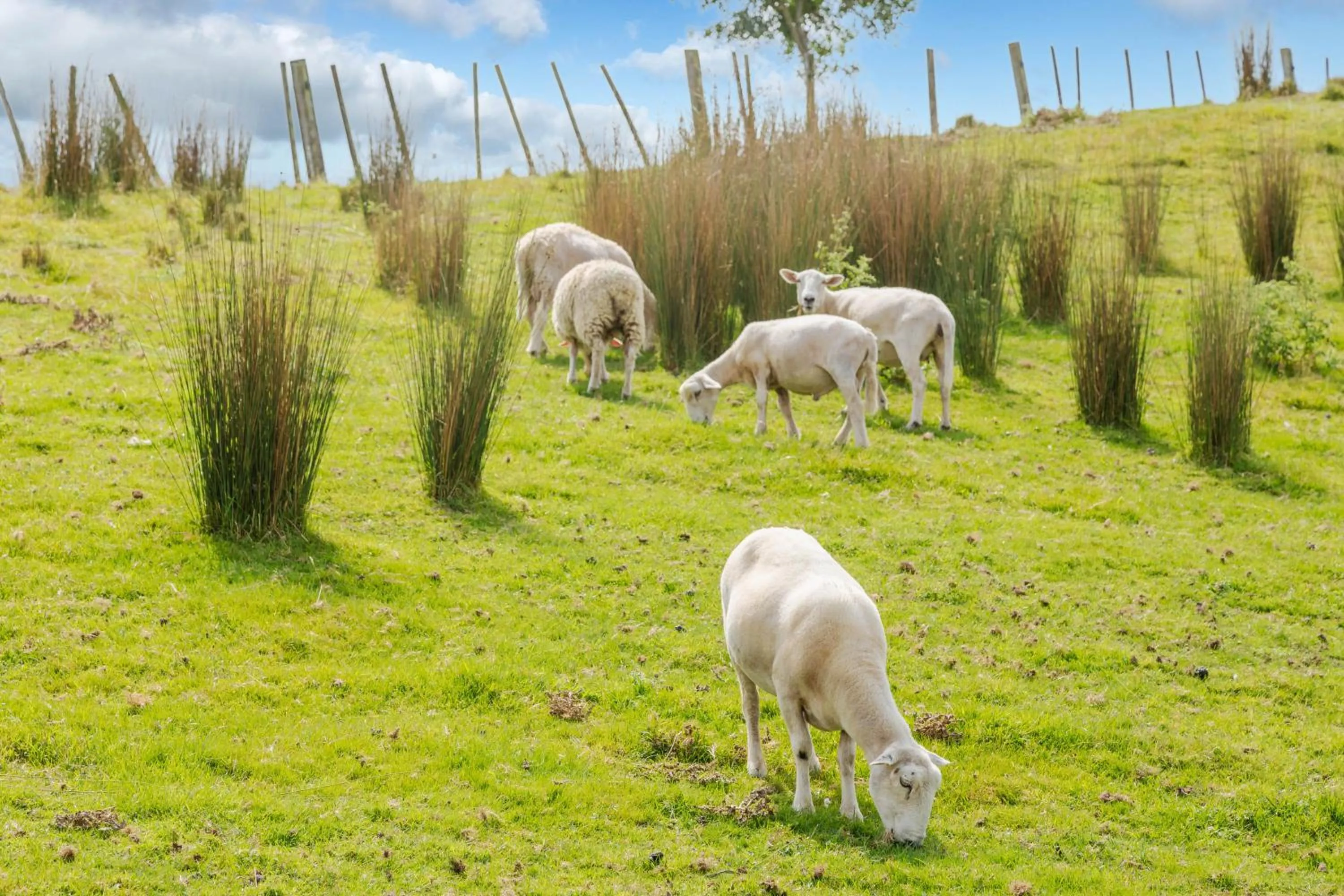 Animals in Nadarra Hideaway