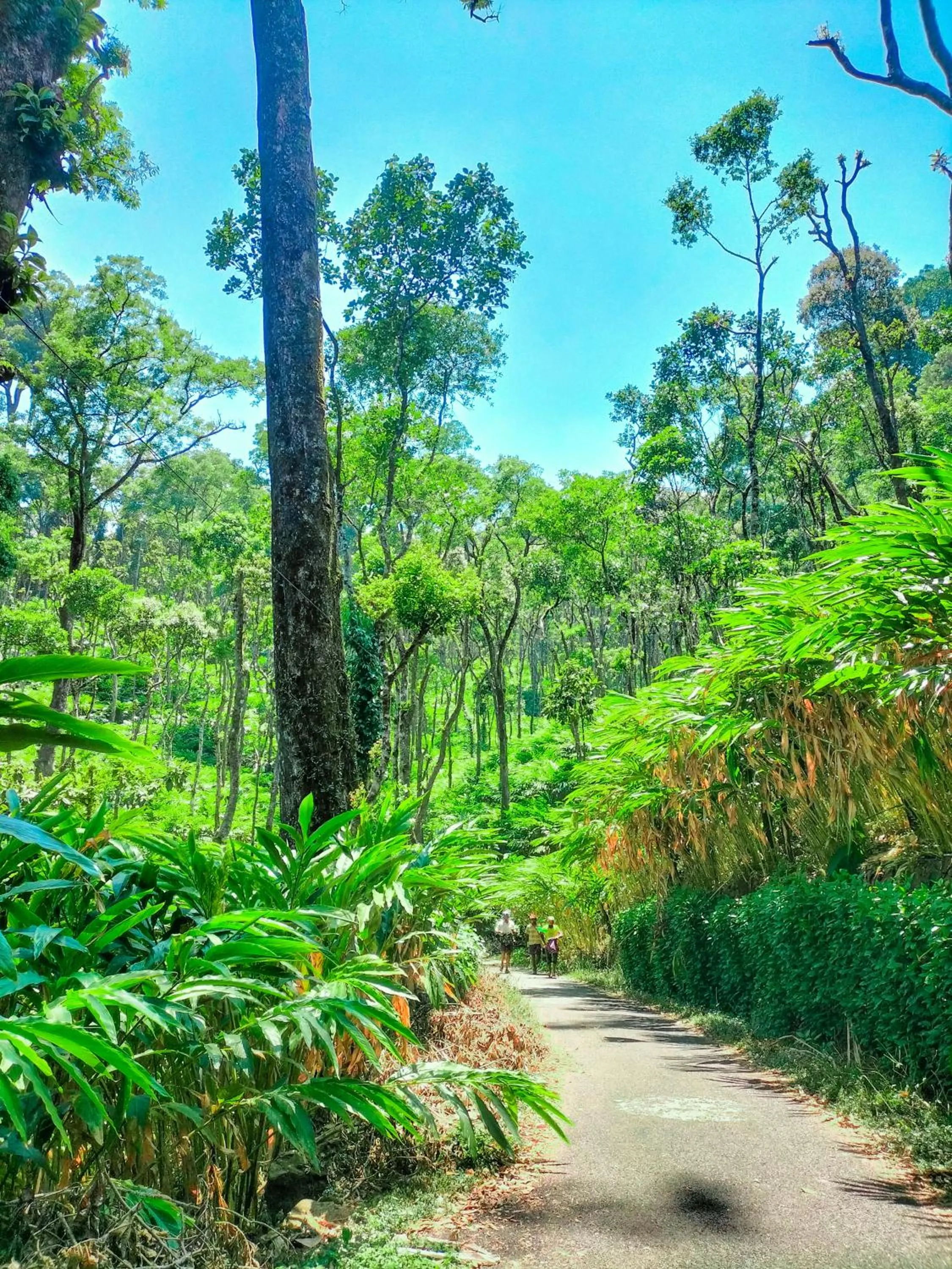 Day in Mystic Mayapott, Thekkady