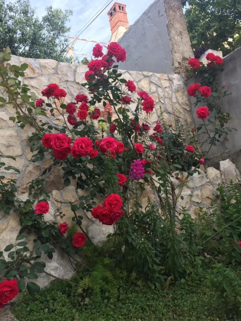 Garden in Perina Apartment - free parking