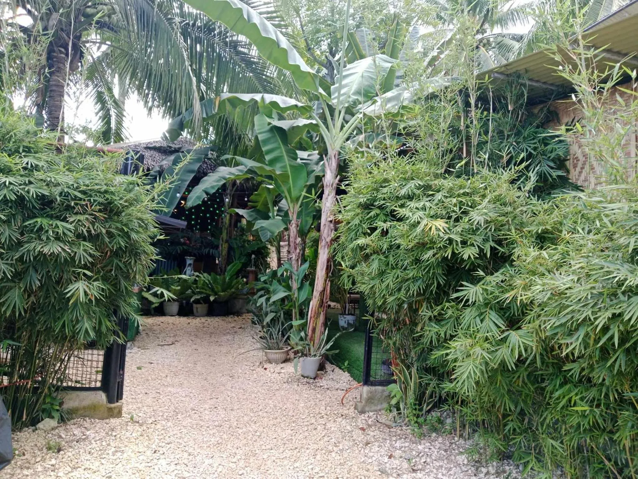 Natural landscape in Ecostay Panglao Resort Hotel