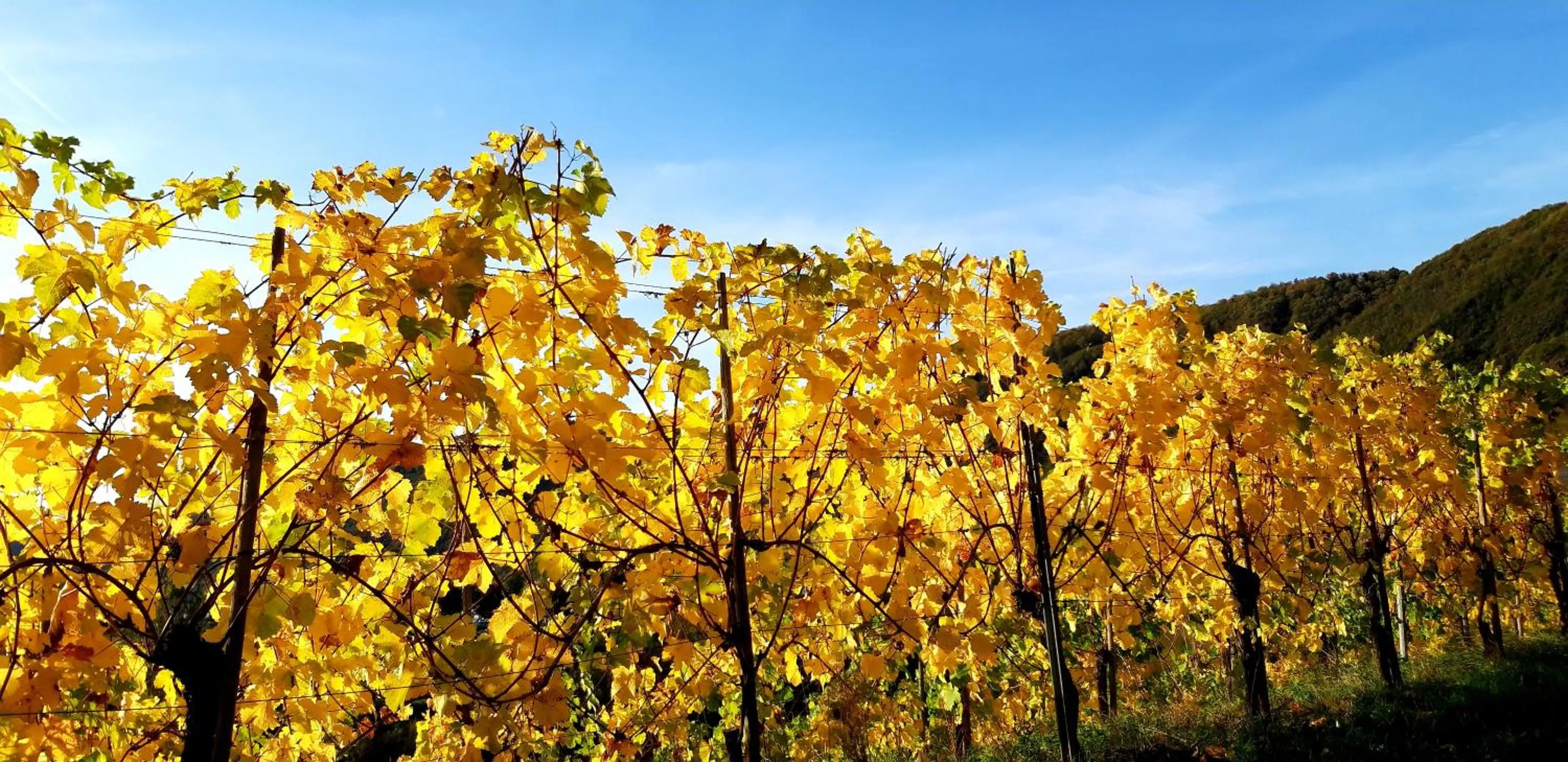 Natural landscape in Ferienwohnung Ambiente