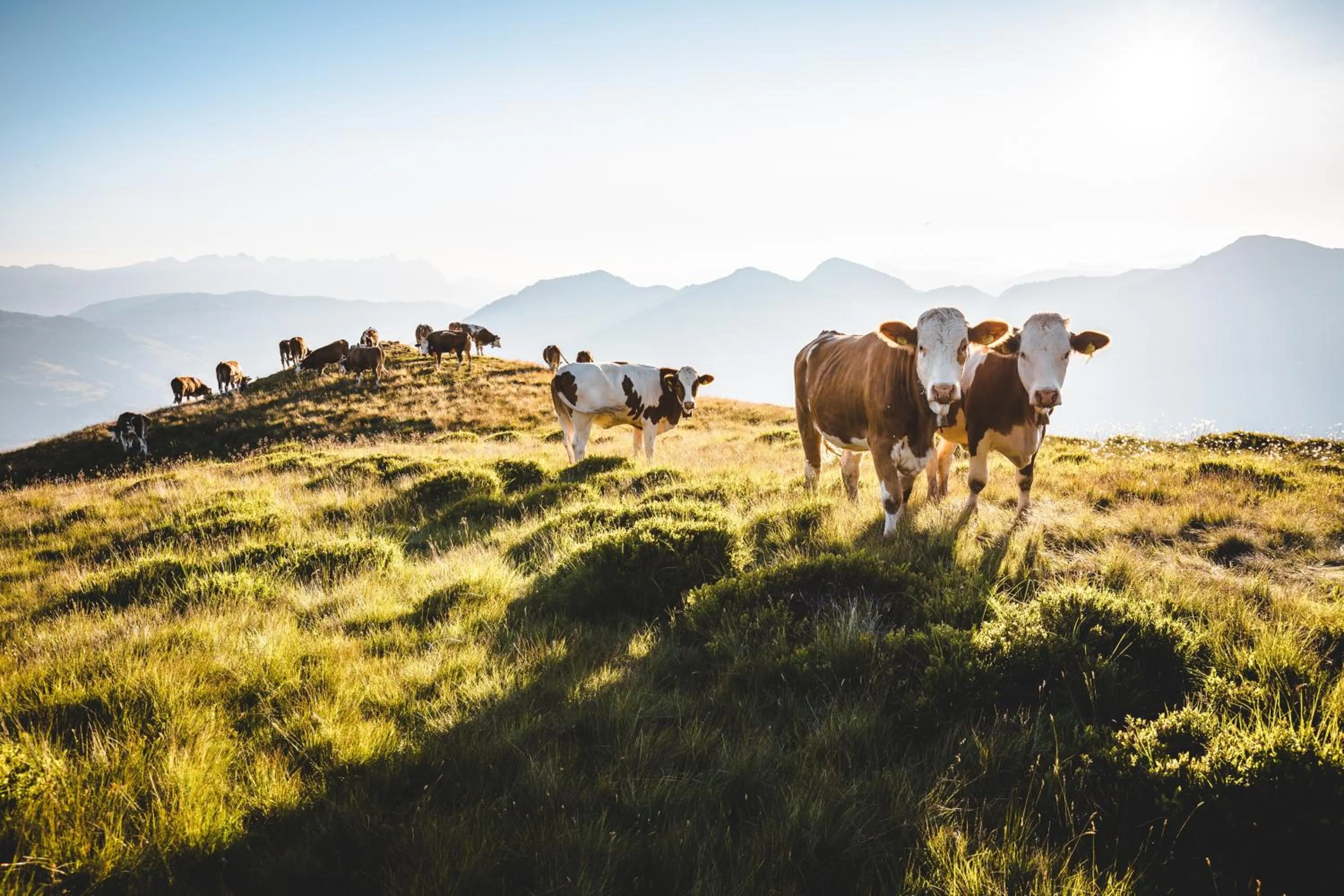 Natural landscape in Frühstückspension Samerhof