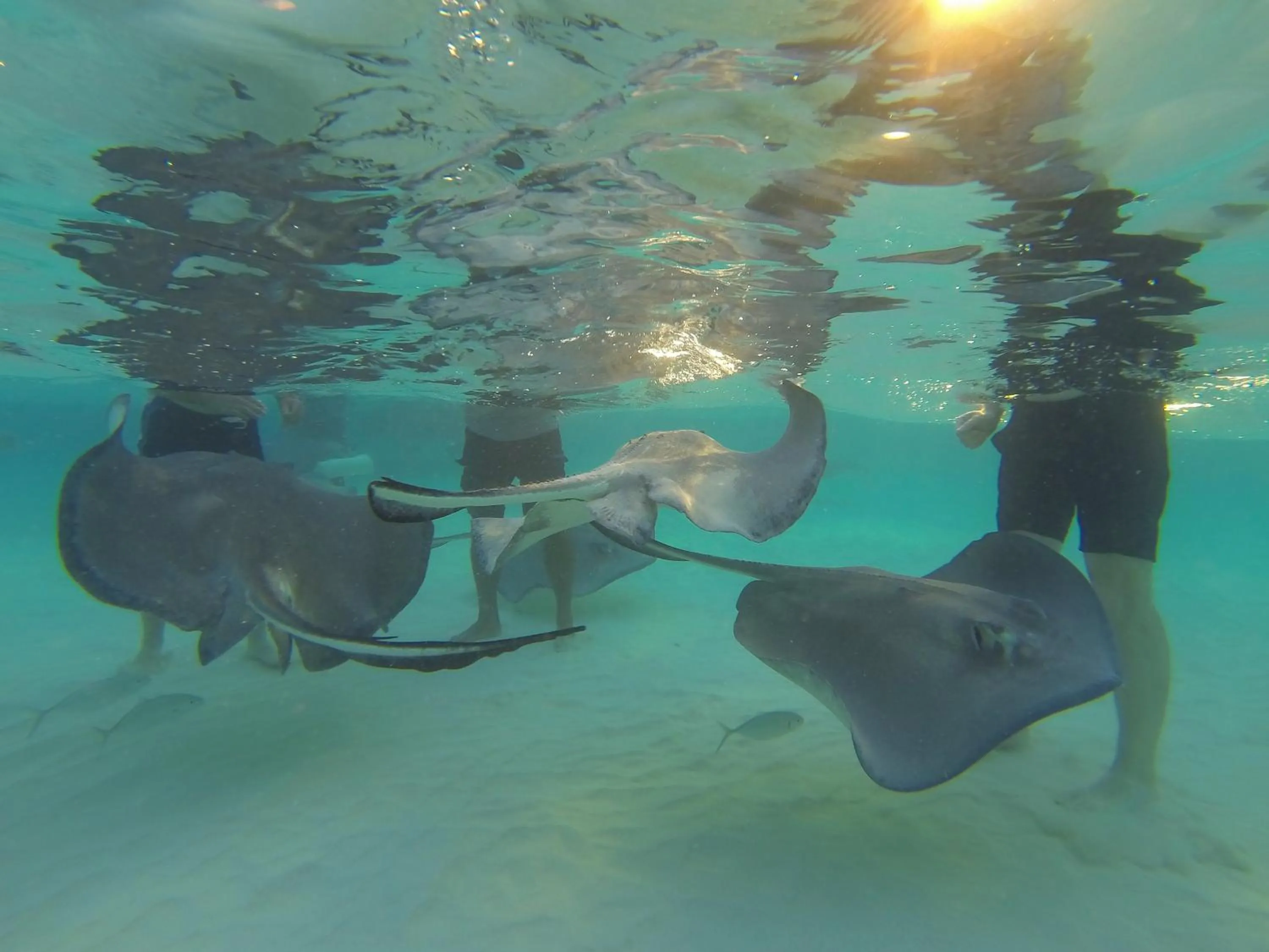 Activities in Wyndham Reef Resort, Grand Cayman