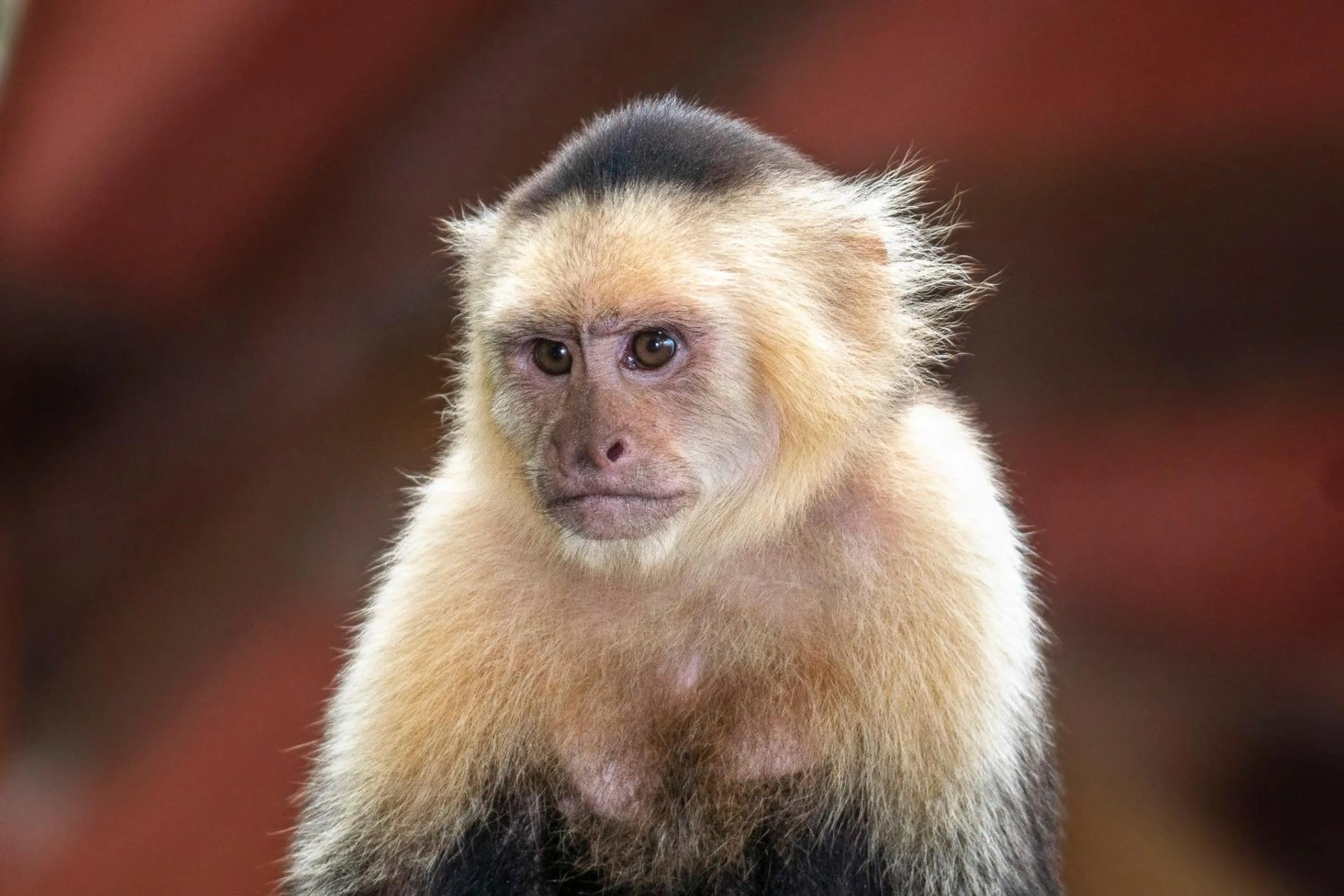 Animals in Buena Vista del Rincón Eco Adventure Park Hotel & Spa