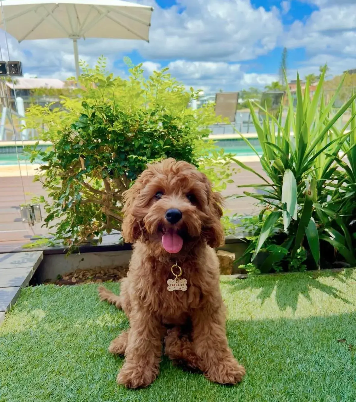 Inner courtyard view in Saltwater Villas - Pet Friendly Accommodation Inner courtyard view in Saltwater Villas - Pet Friendly Accommodation