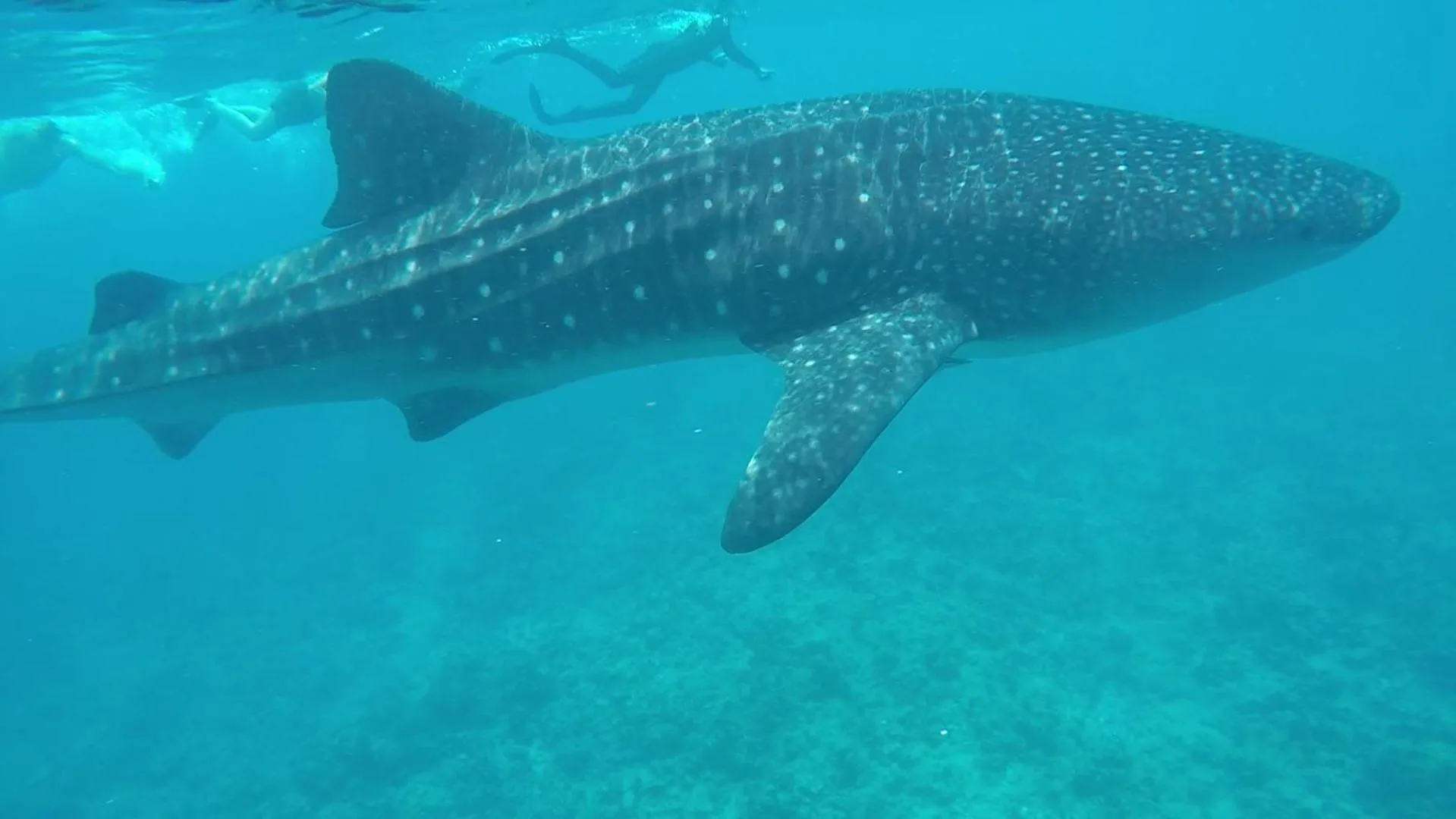 Animals in White Tern Maldives