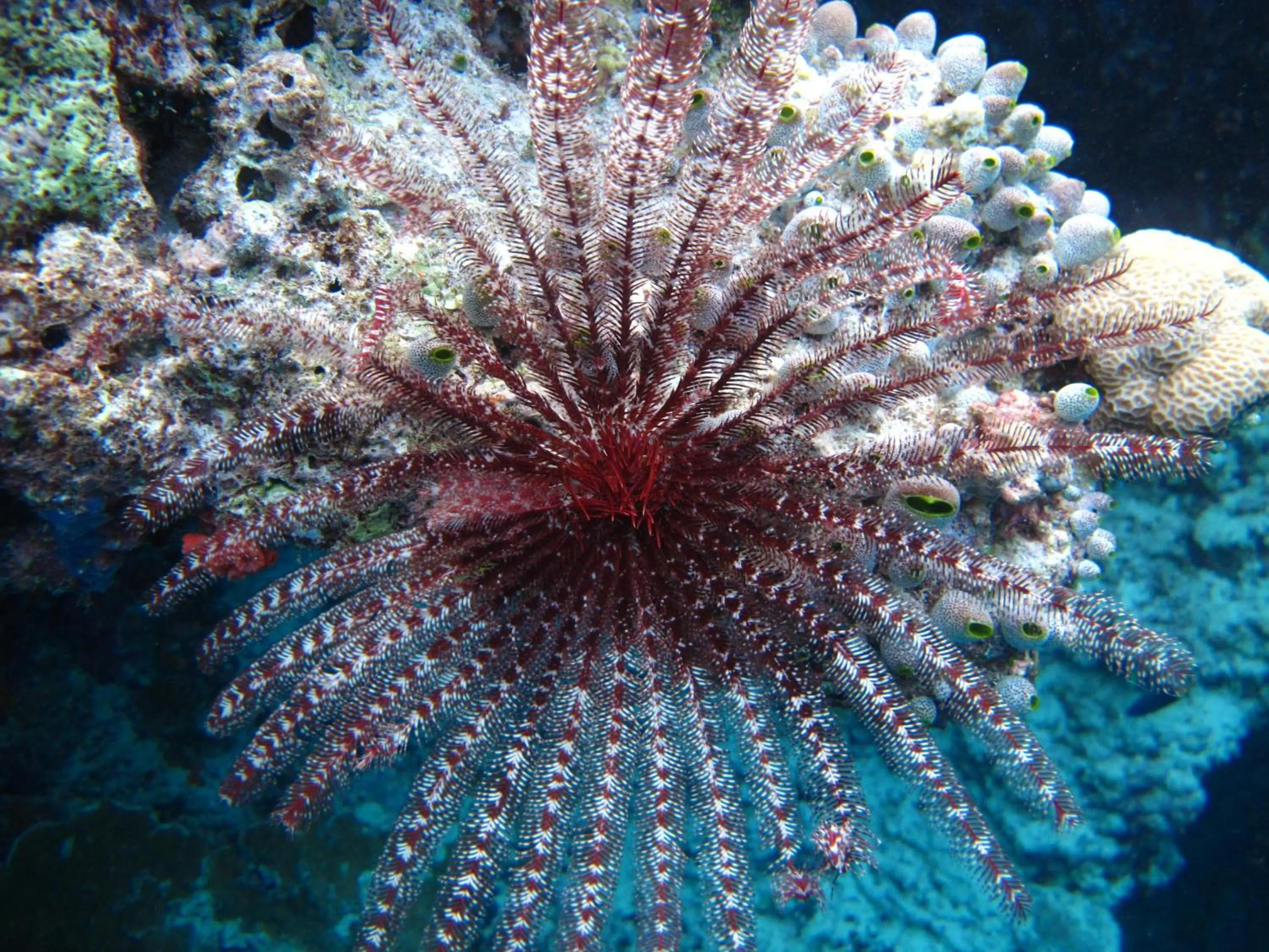 Natural landscape in White Tern Maldives