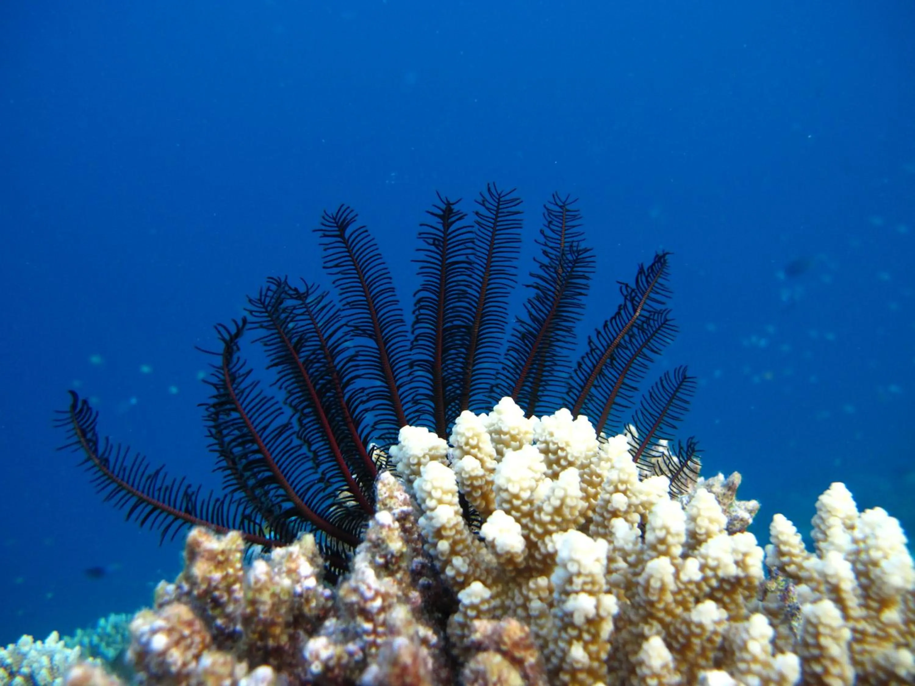 Natural landscape in White Tern Maldives