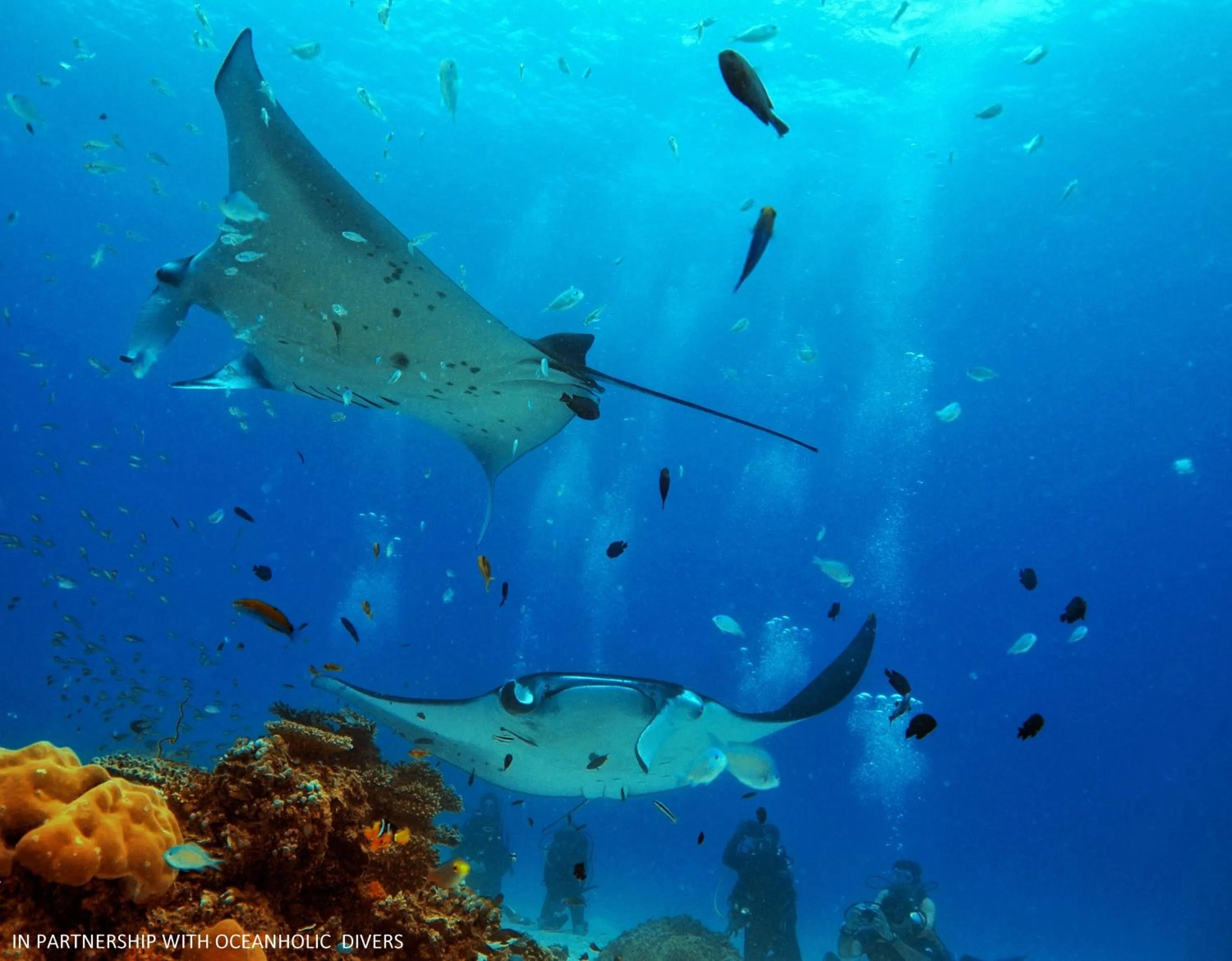 Snorkeling in White Tern Maldives