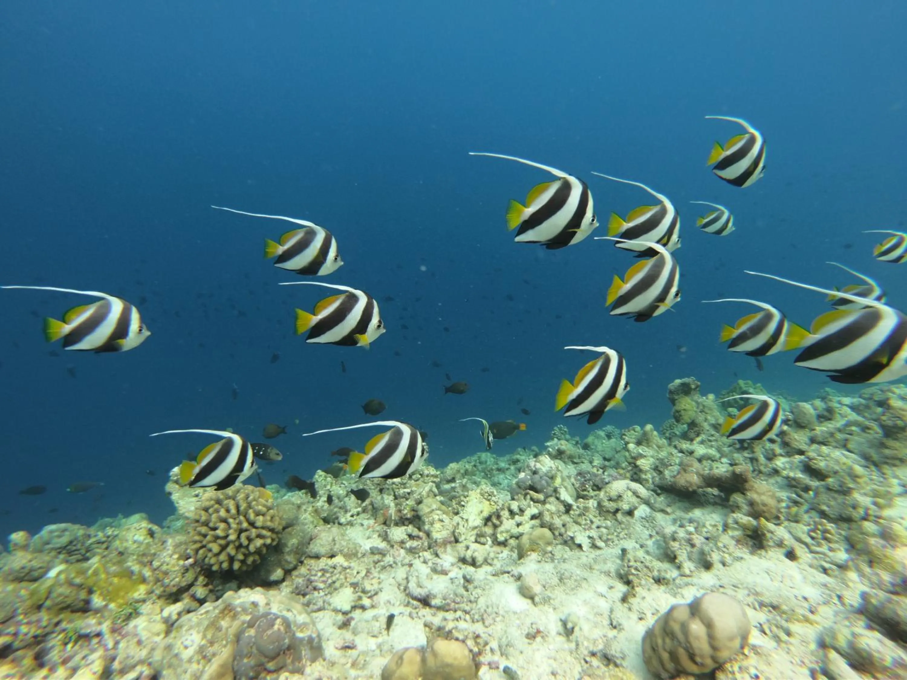 Natural landscape in White Tern Maldives