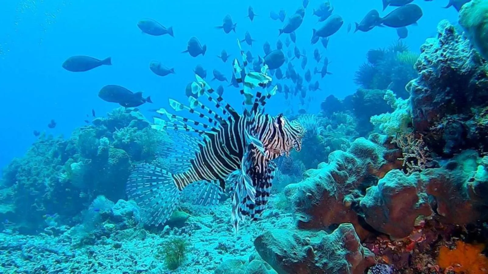 Natural landscape in Sunia Loka Bungalows & Dive Center