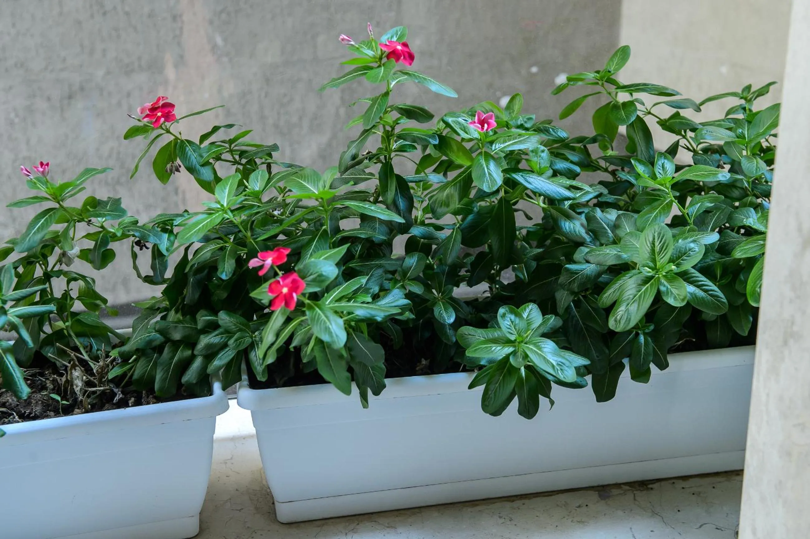 Decorative detail in Quarto Novo Suite