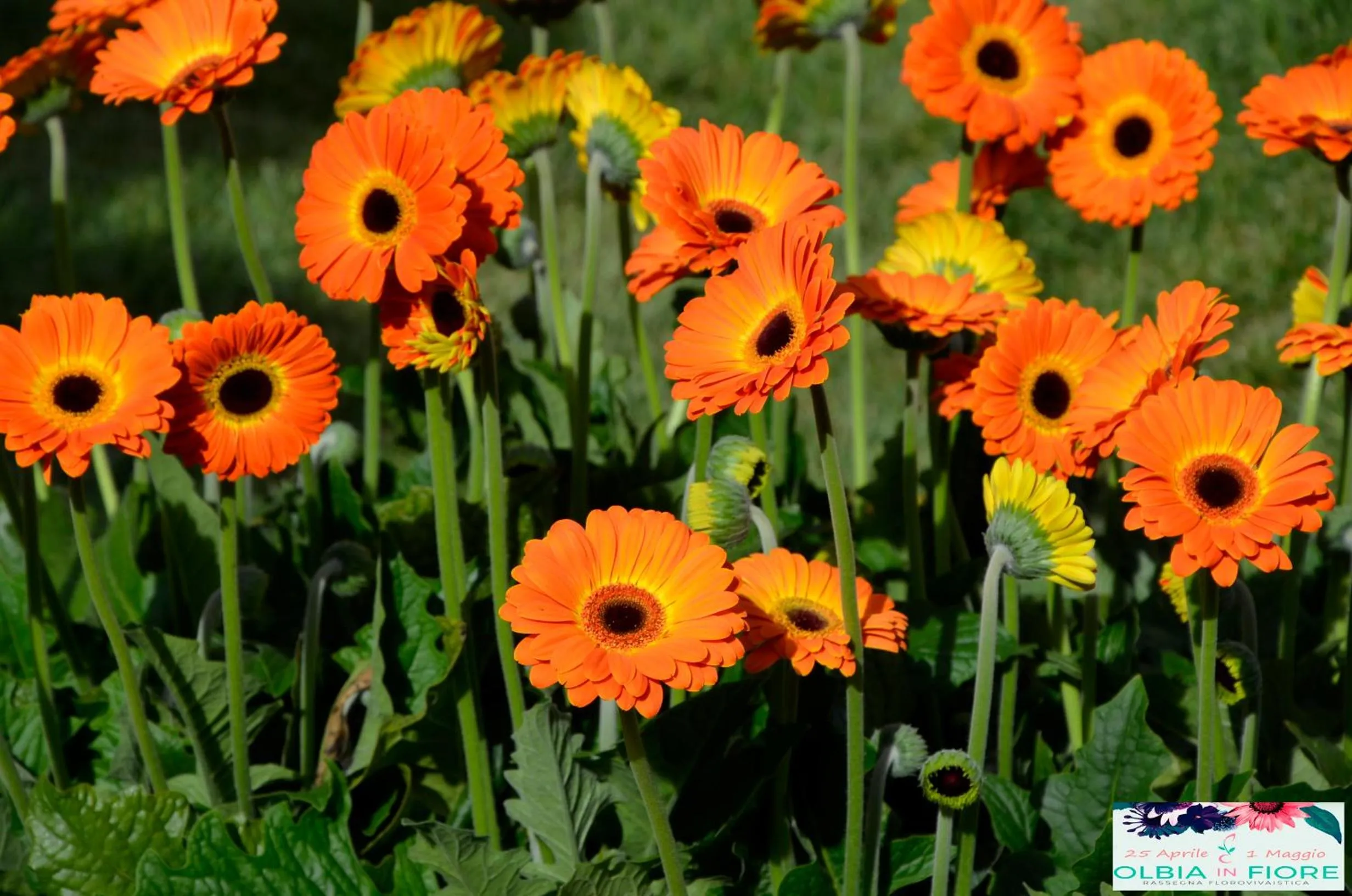 Spring in B&B Antica Dimora