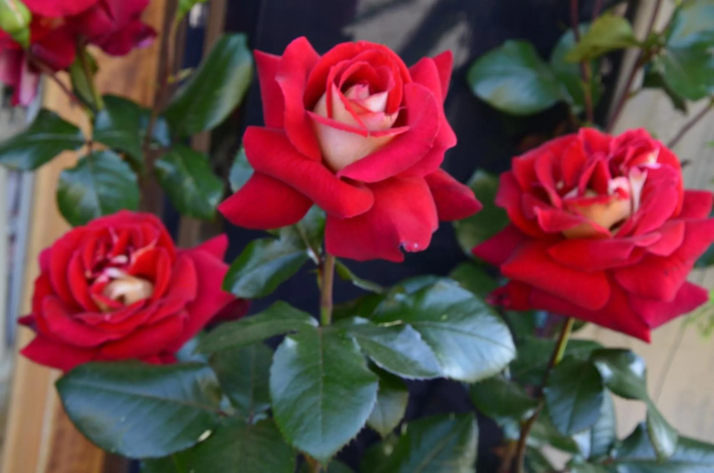 Other in B&B Antica Dimora