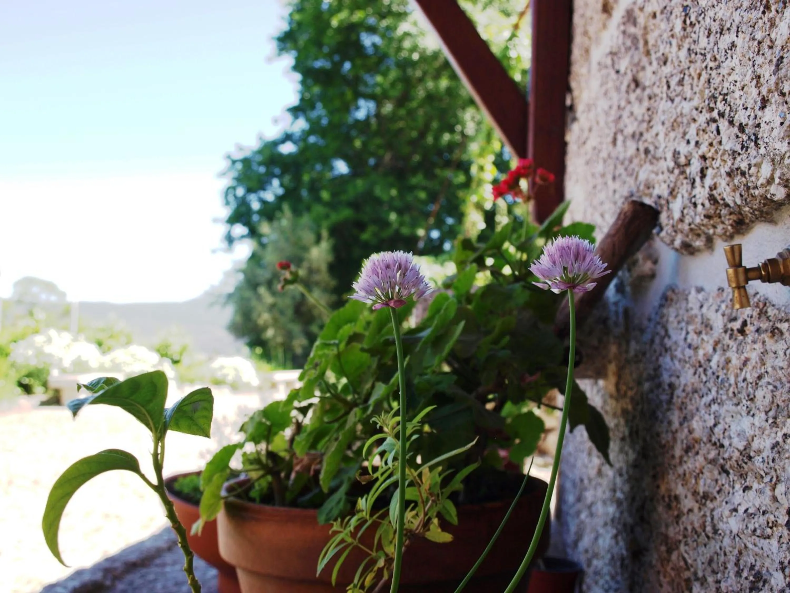 Spring in Quinta da Pousadela - Agroturismo