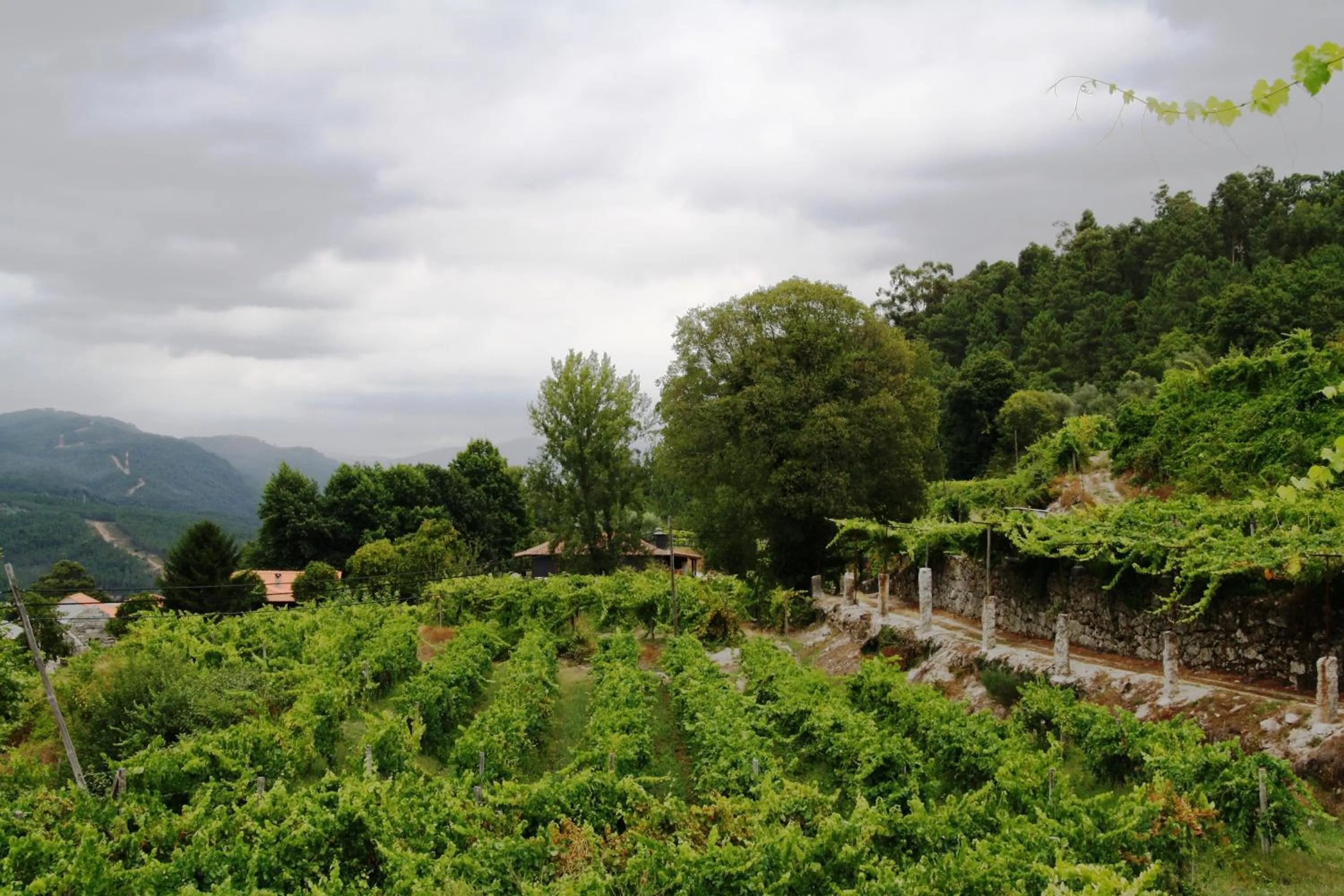 View (from property/room) in Quinta da Pousadela - Agroturismo